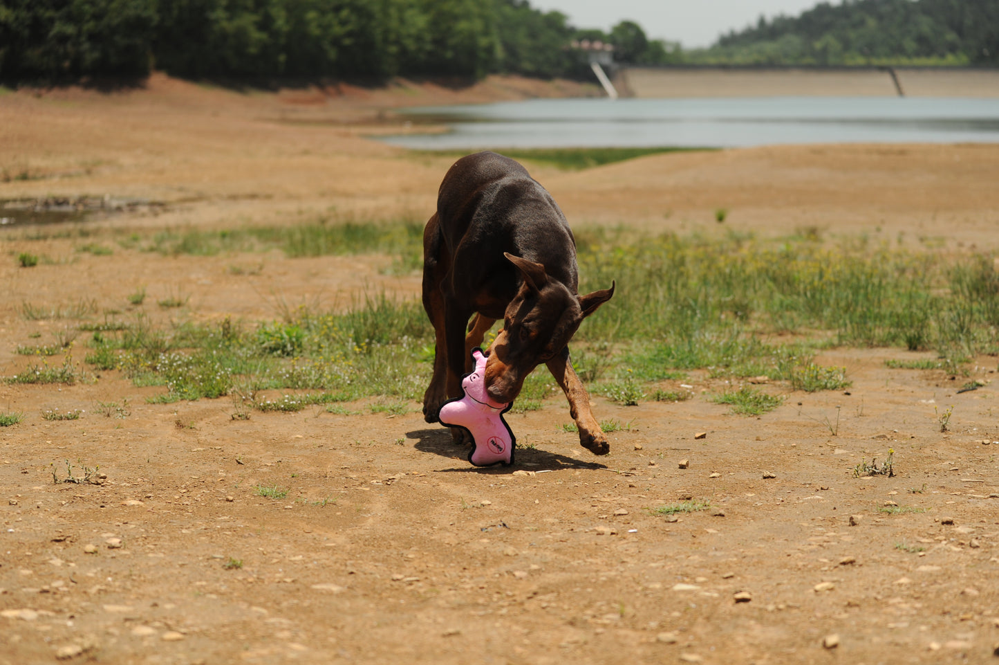 V-Pet Rough & Tough No Hunting Collection - Hippo