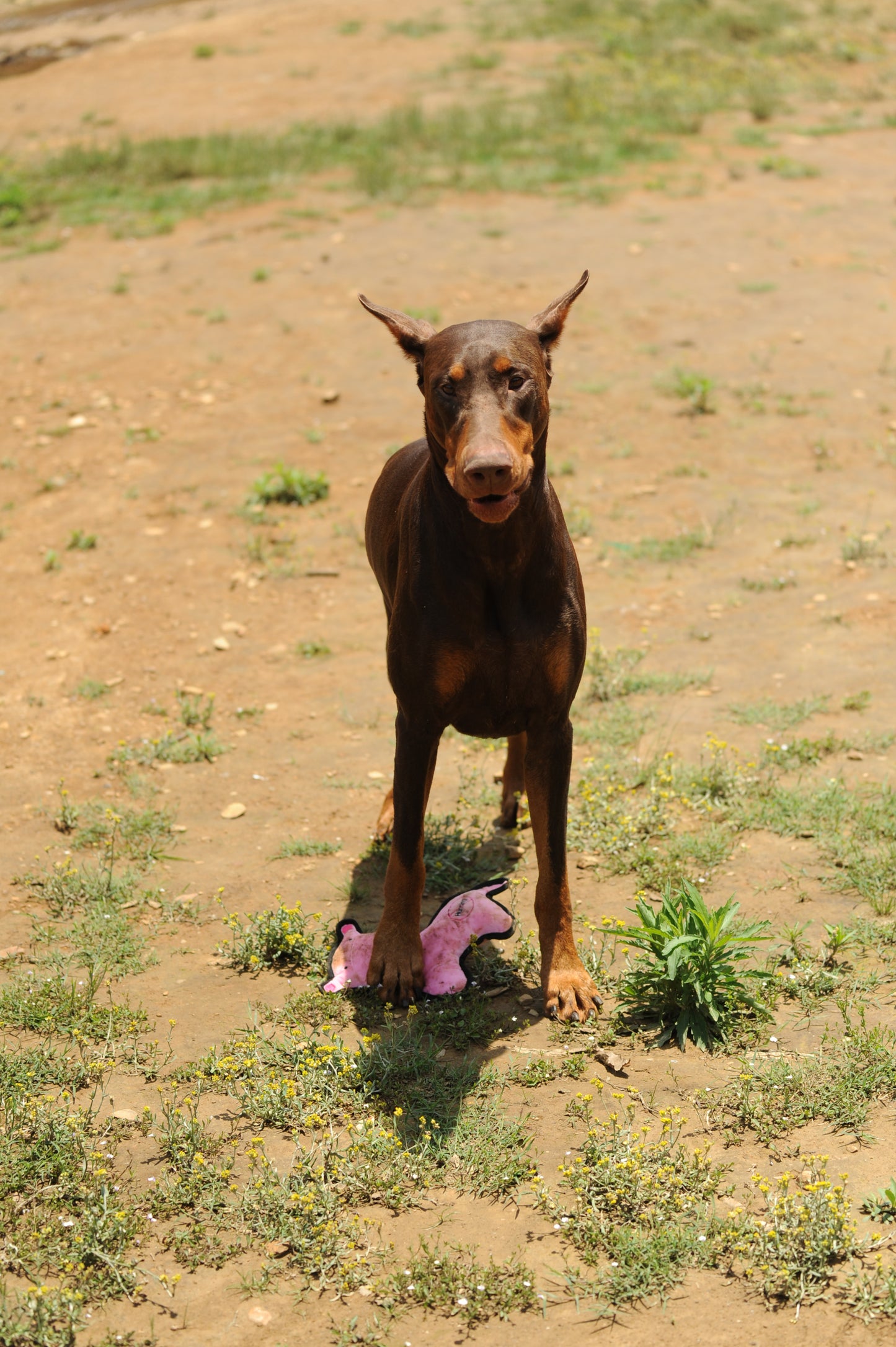 V-Pet Rough & Tough No Hunting Collection - Hippo