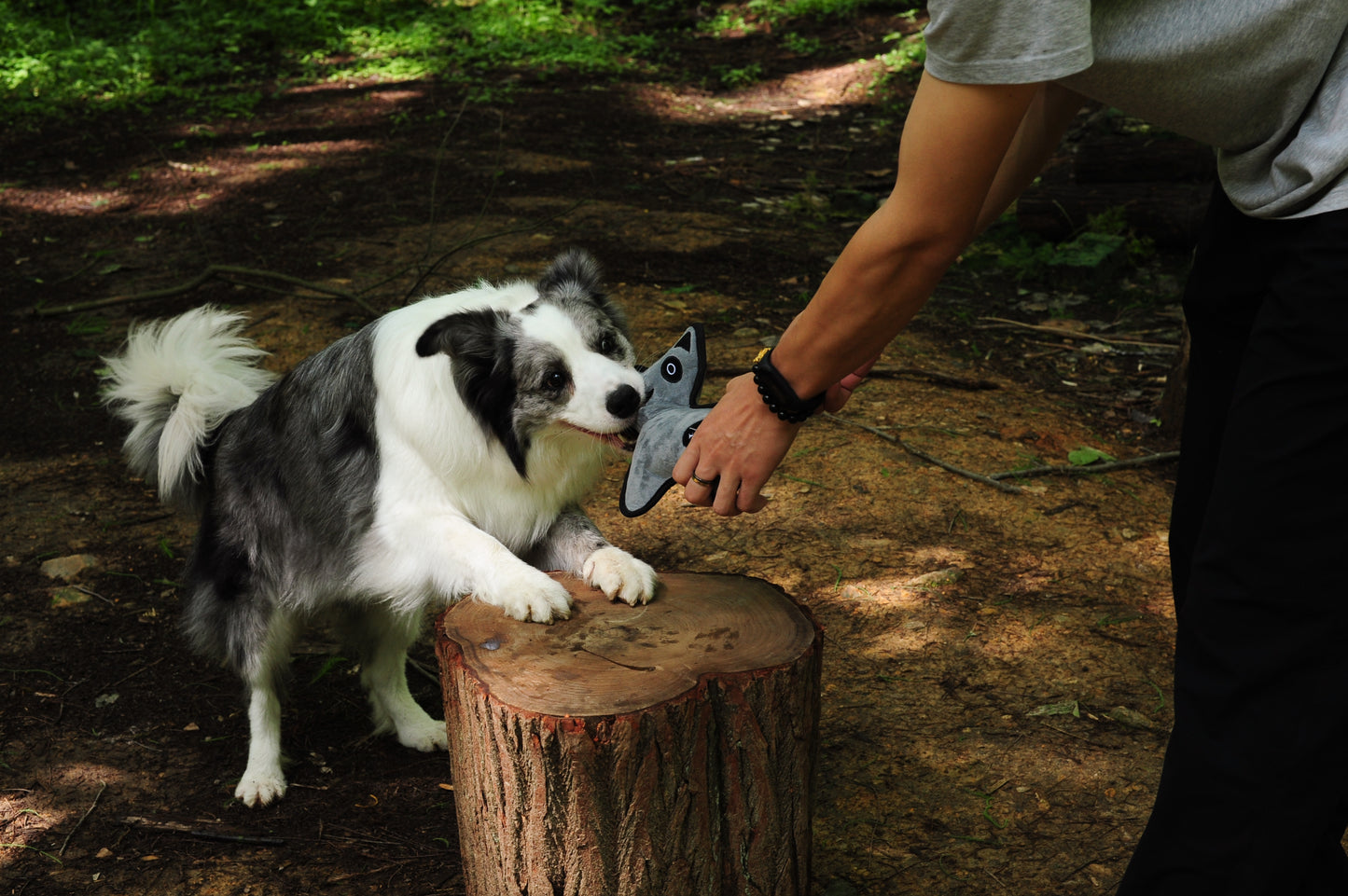 V-Pet Rough & Tough No Hunting Collection - Coati