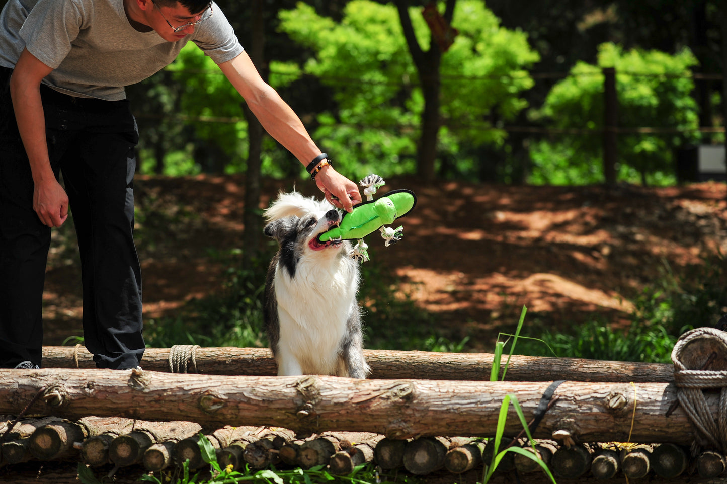 V-Pet Rough & Tough Welcome to the Jungle Collection - Alligator
