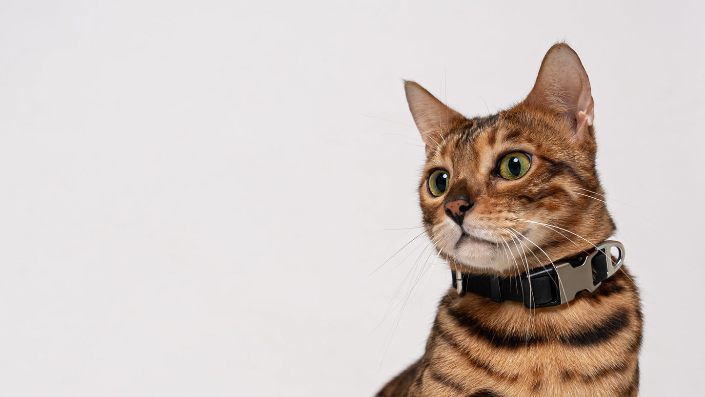 Oceane 2.0 Waterproof XS Collar in Obsidian Black - suitable for cats and small dogs