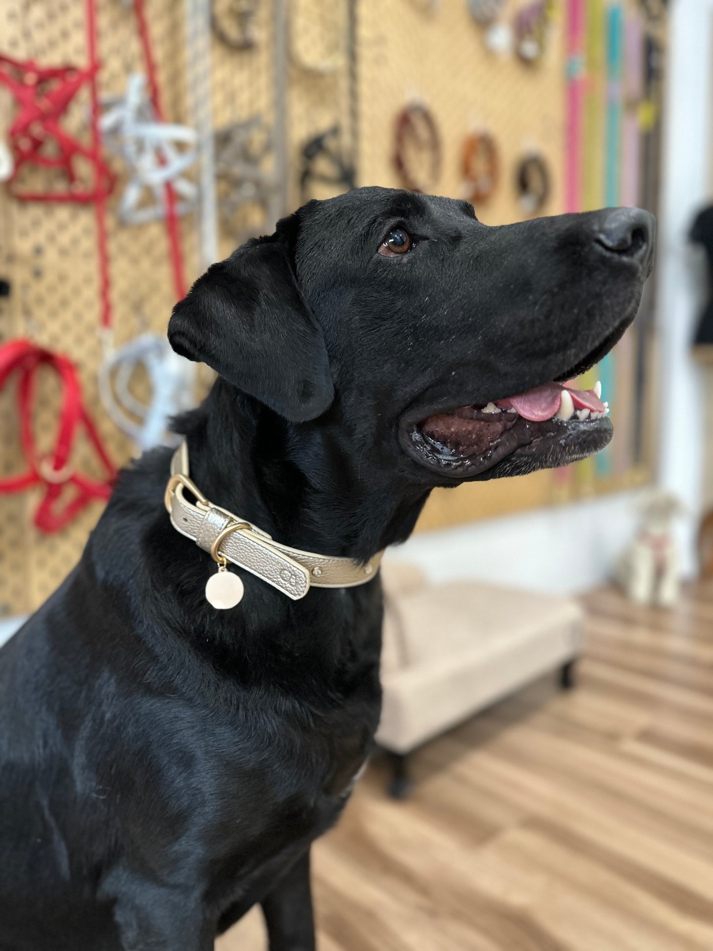 Zaara Bijou Embellished Vegan Leather Cat/Dog Collar in Gold (Special Edition)