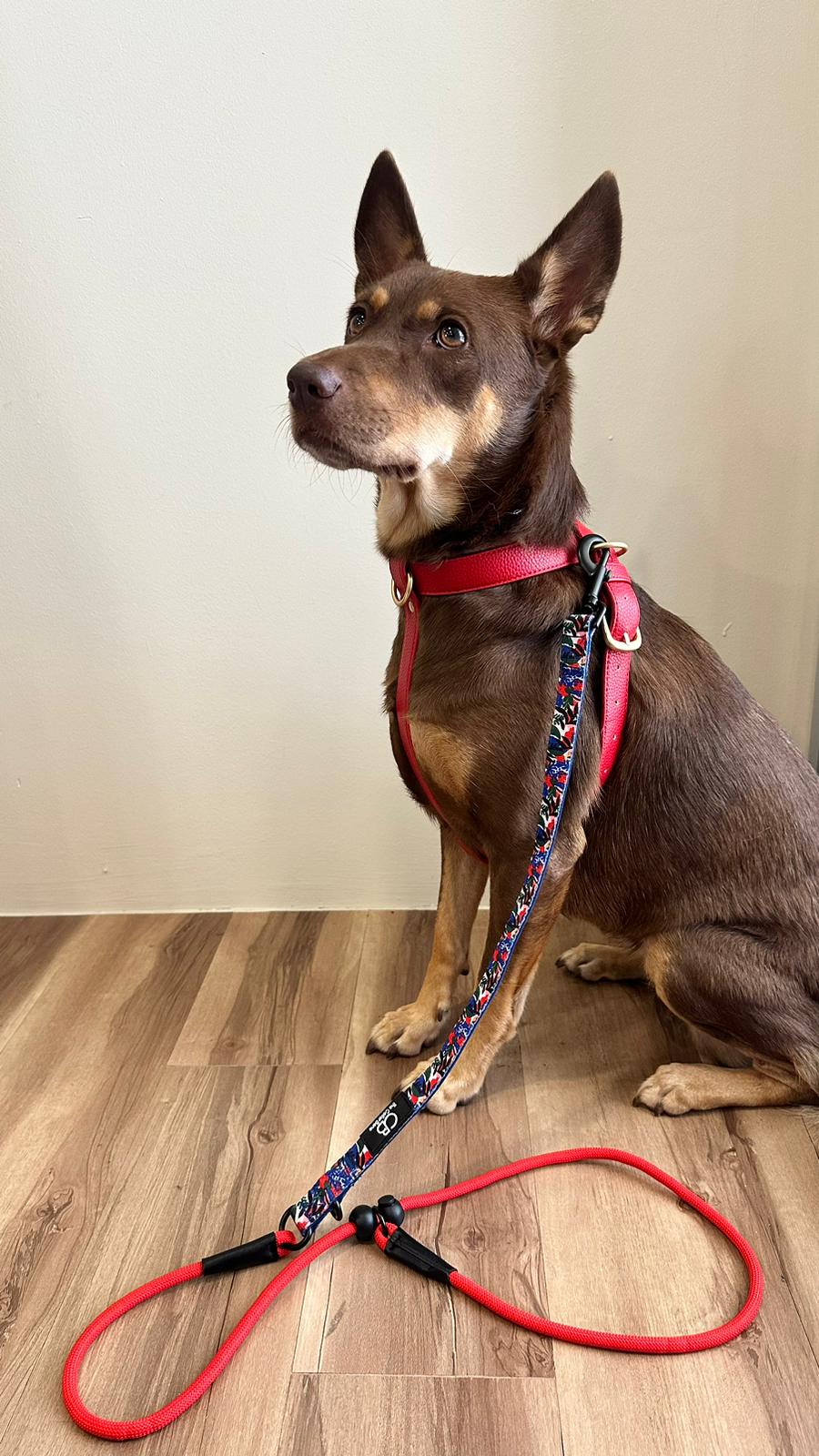 Paxton P-Leash in Mirage