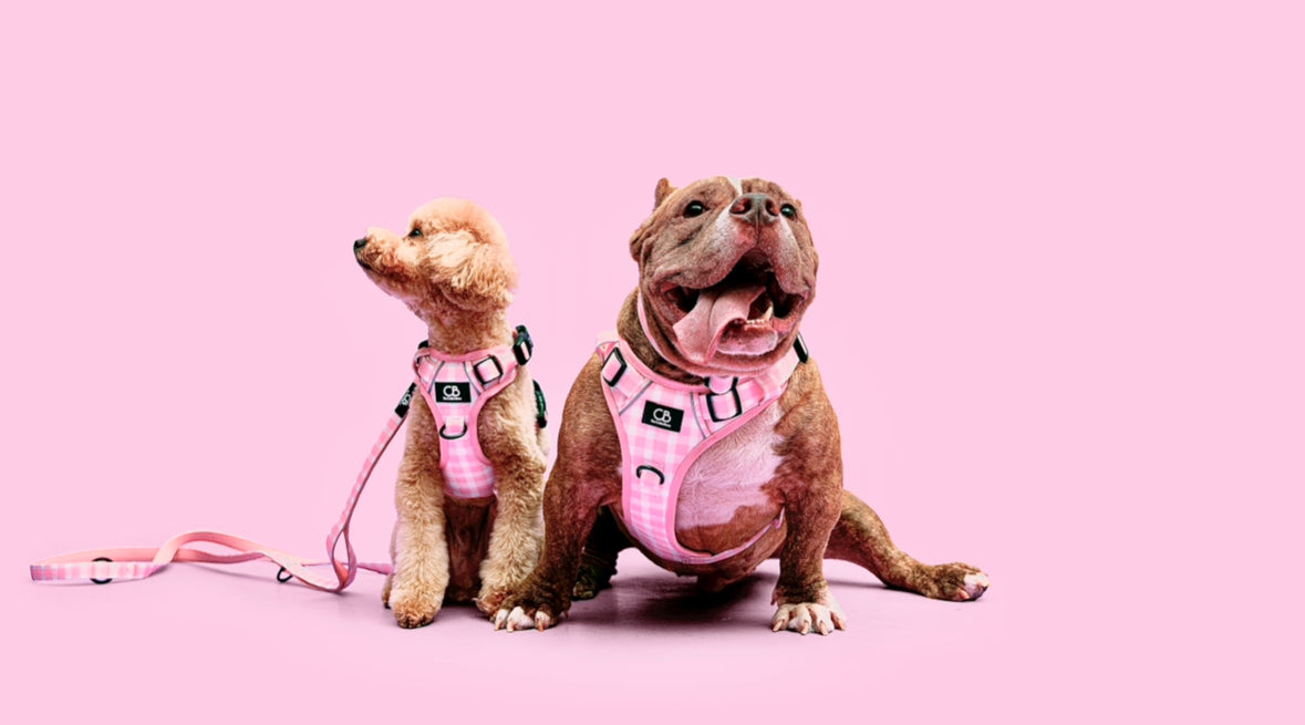 Oxford Active No-Pull Harness in Penelope Pink (Gingham)