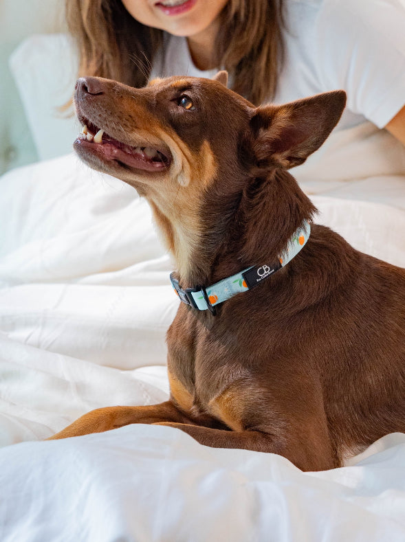Halston Adjustable Pet Collar in Clementine Crush