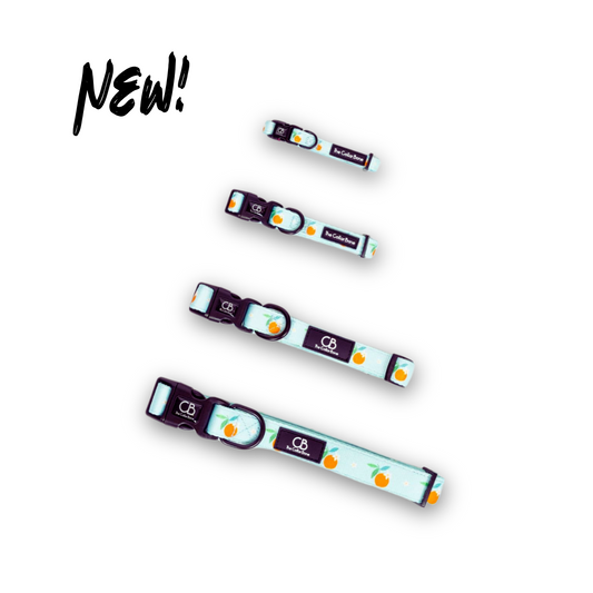 Halston Adjustable Pet Collar in Clementine Crush