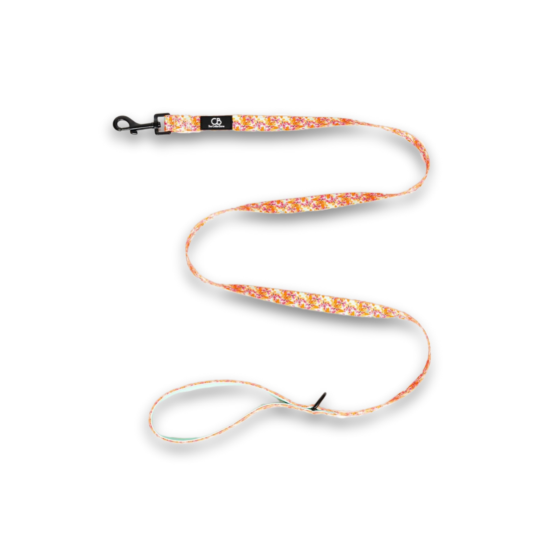 Classic Leash in Metamorphosis