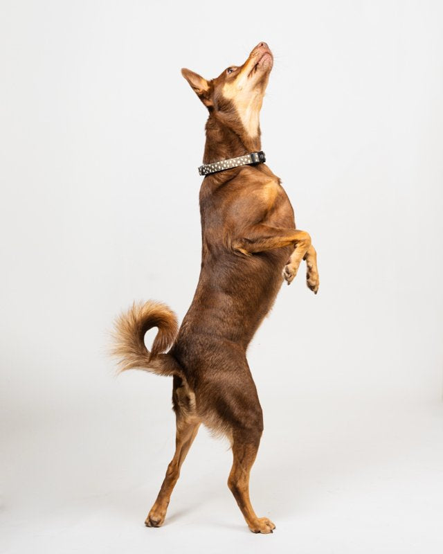 Halston Adjustable Pet Collar in Almonds in Olive