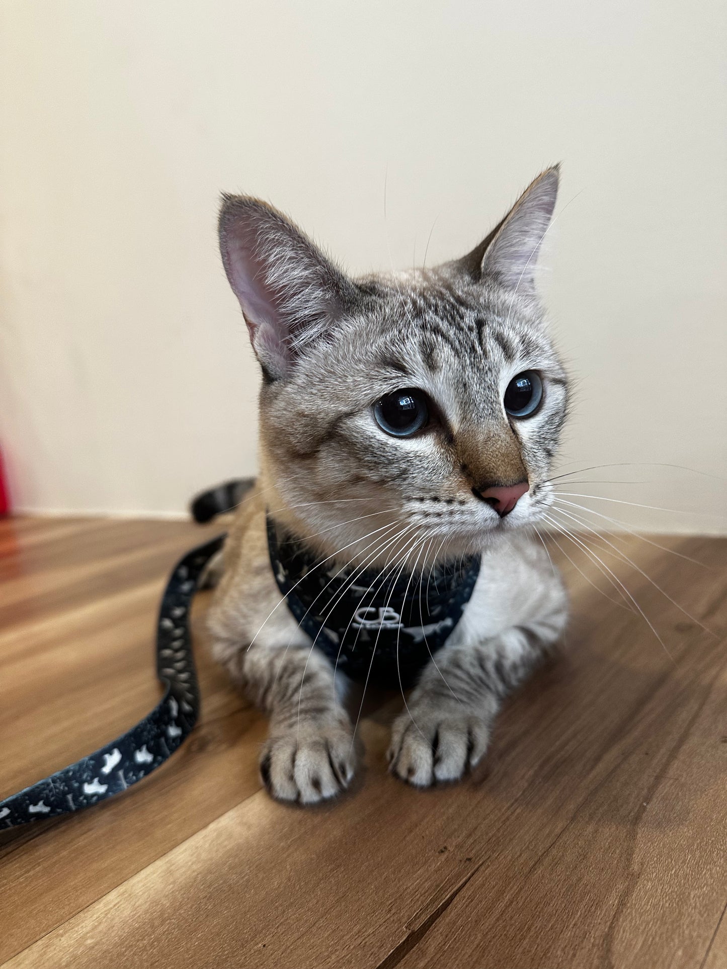 Teeny Step-In Vest/Harness in Brisk Bear