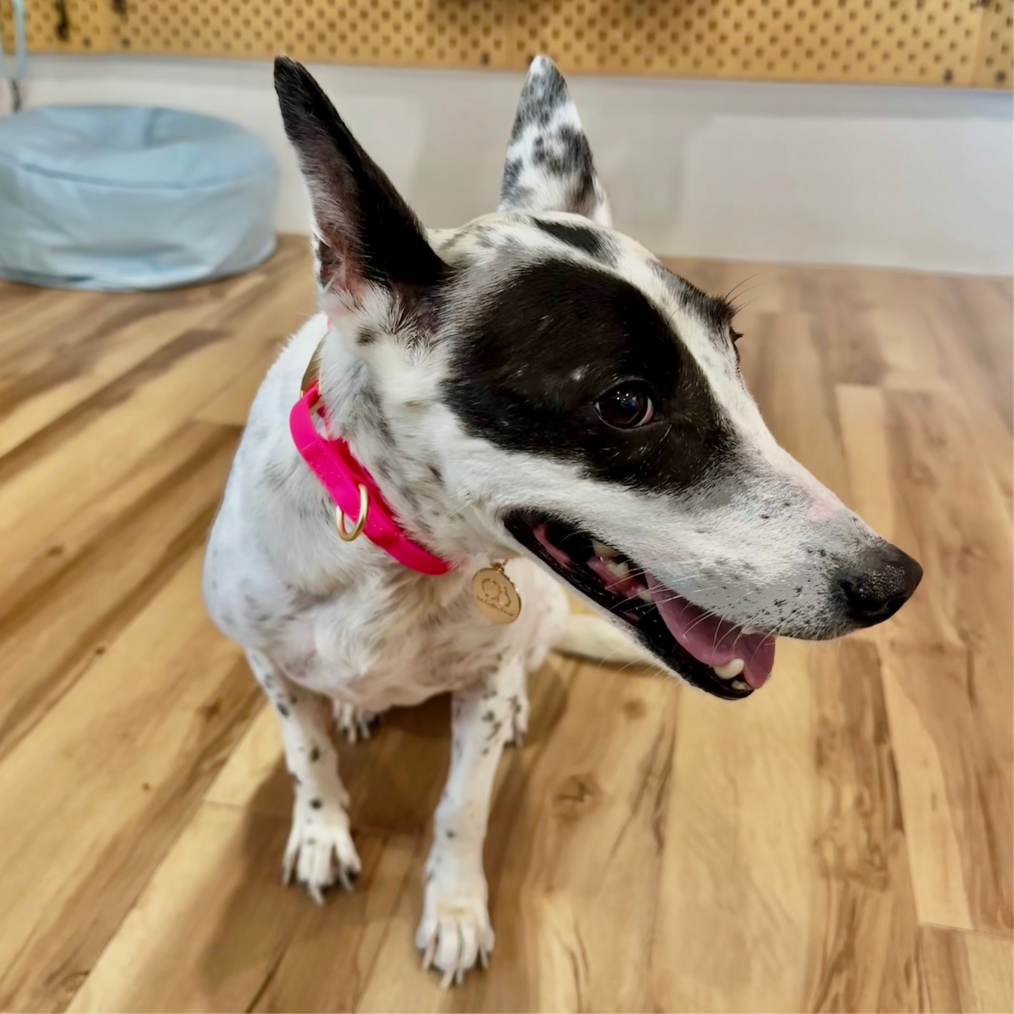 Oceane Waterproof Martingale Collar in Neon Pink