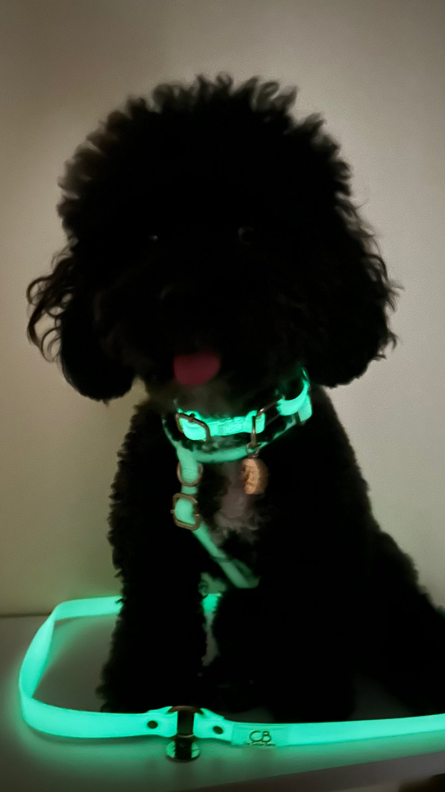Oceane Waterproof Multiway Leash - Ivory White/Glow in the Dark