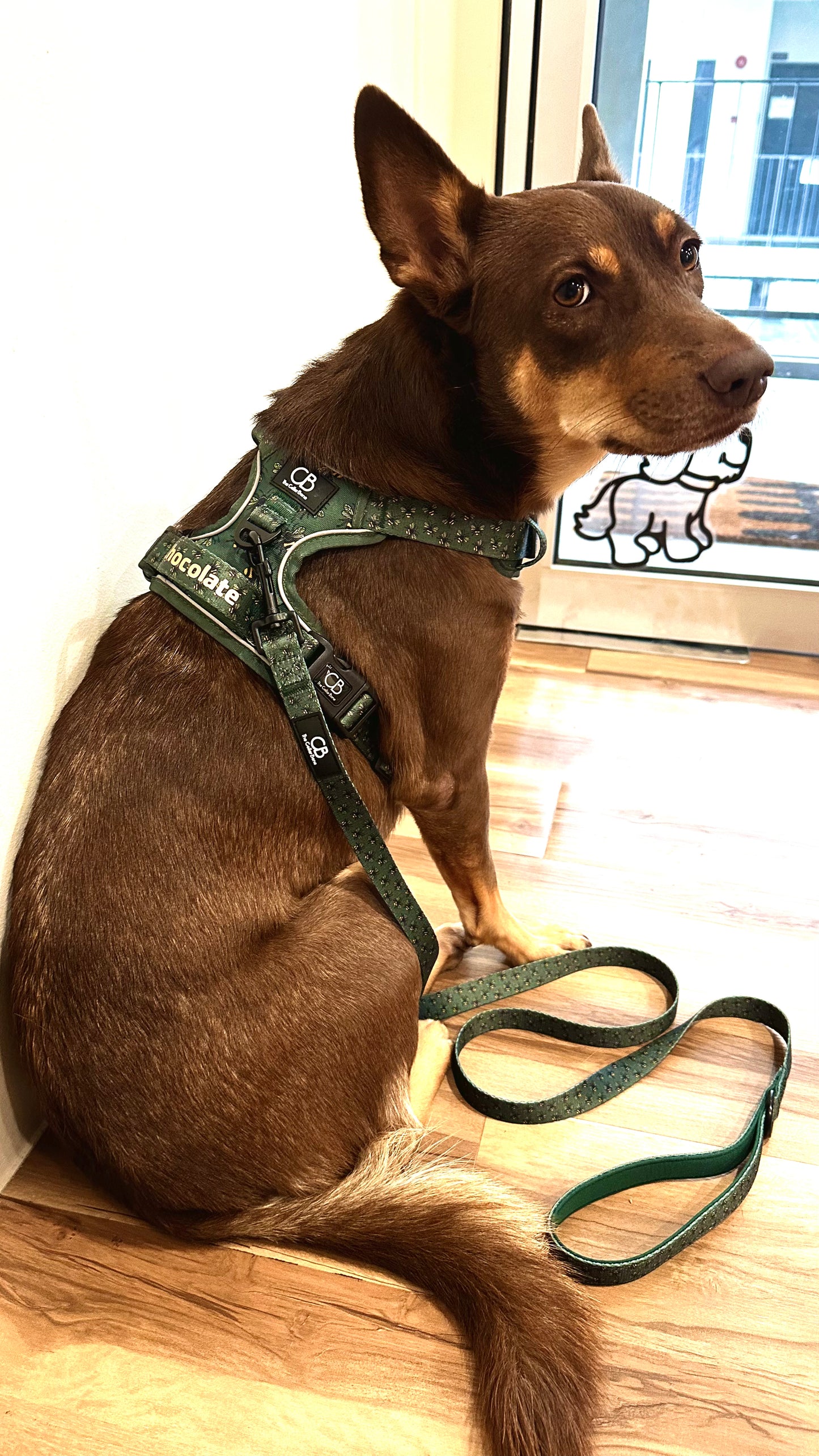Oxford Active No-Pull Harness in Forest Bee