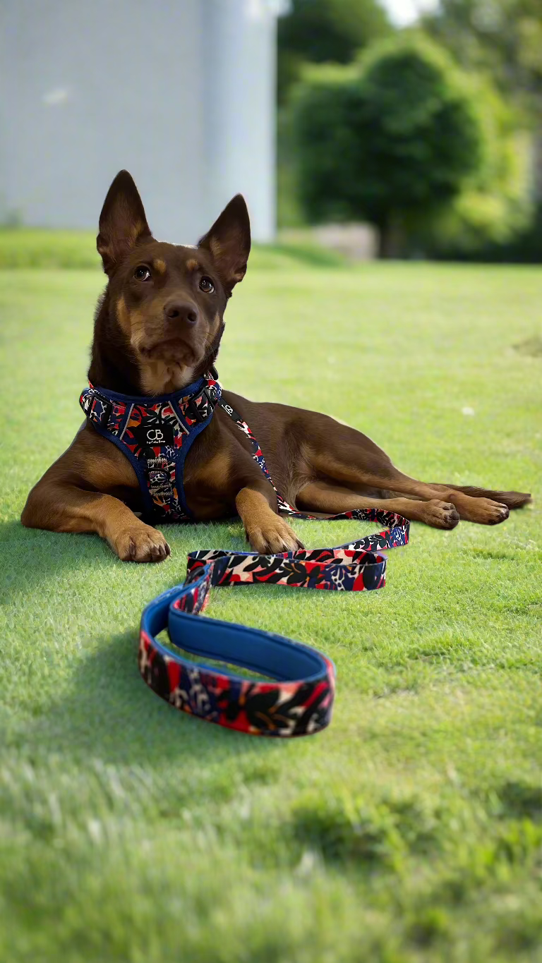 Oxford Active No-Pull Harness in Mirage