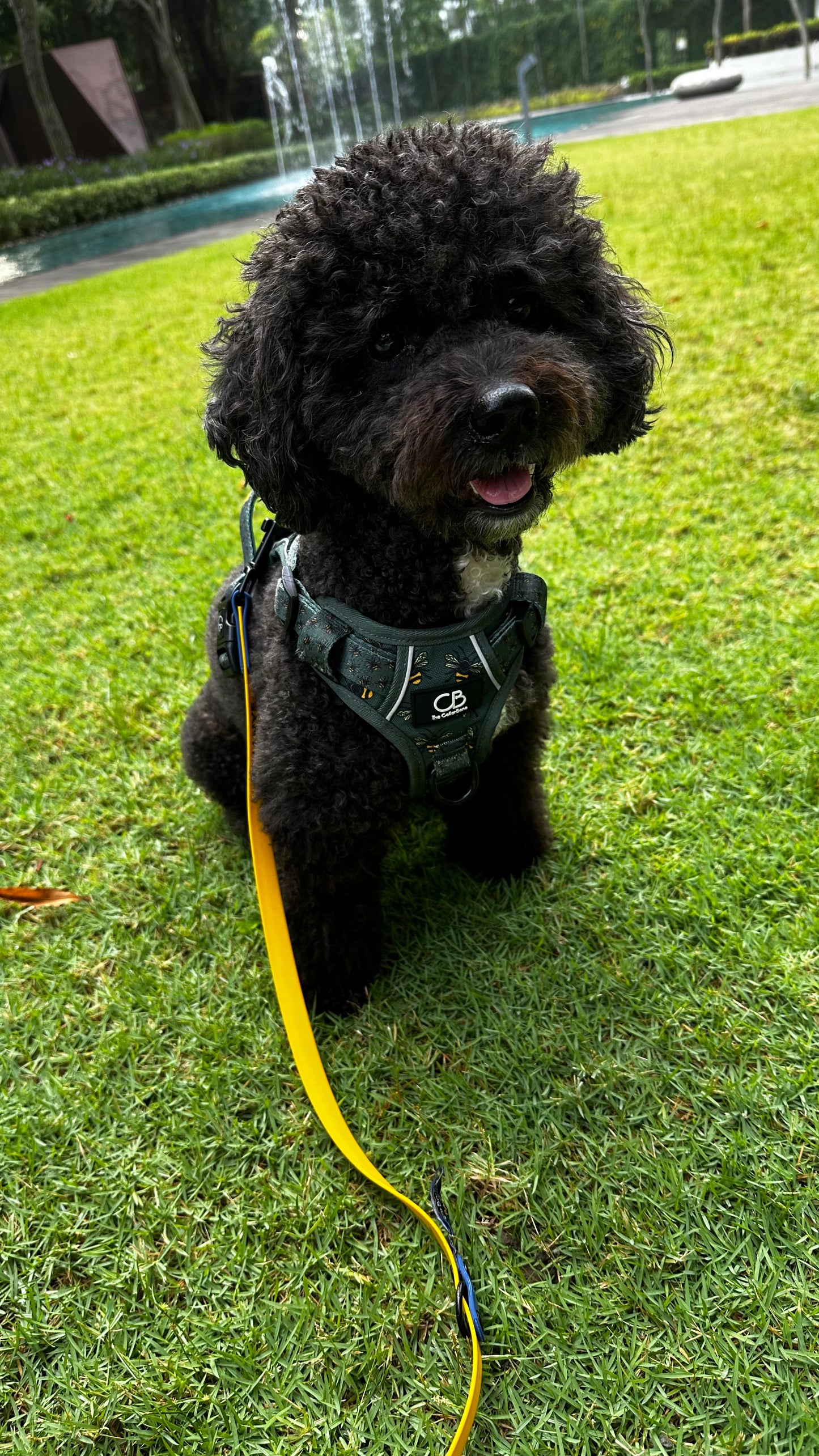 Oxford Active No-Pull Harness in Forest Bee