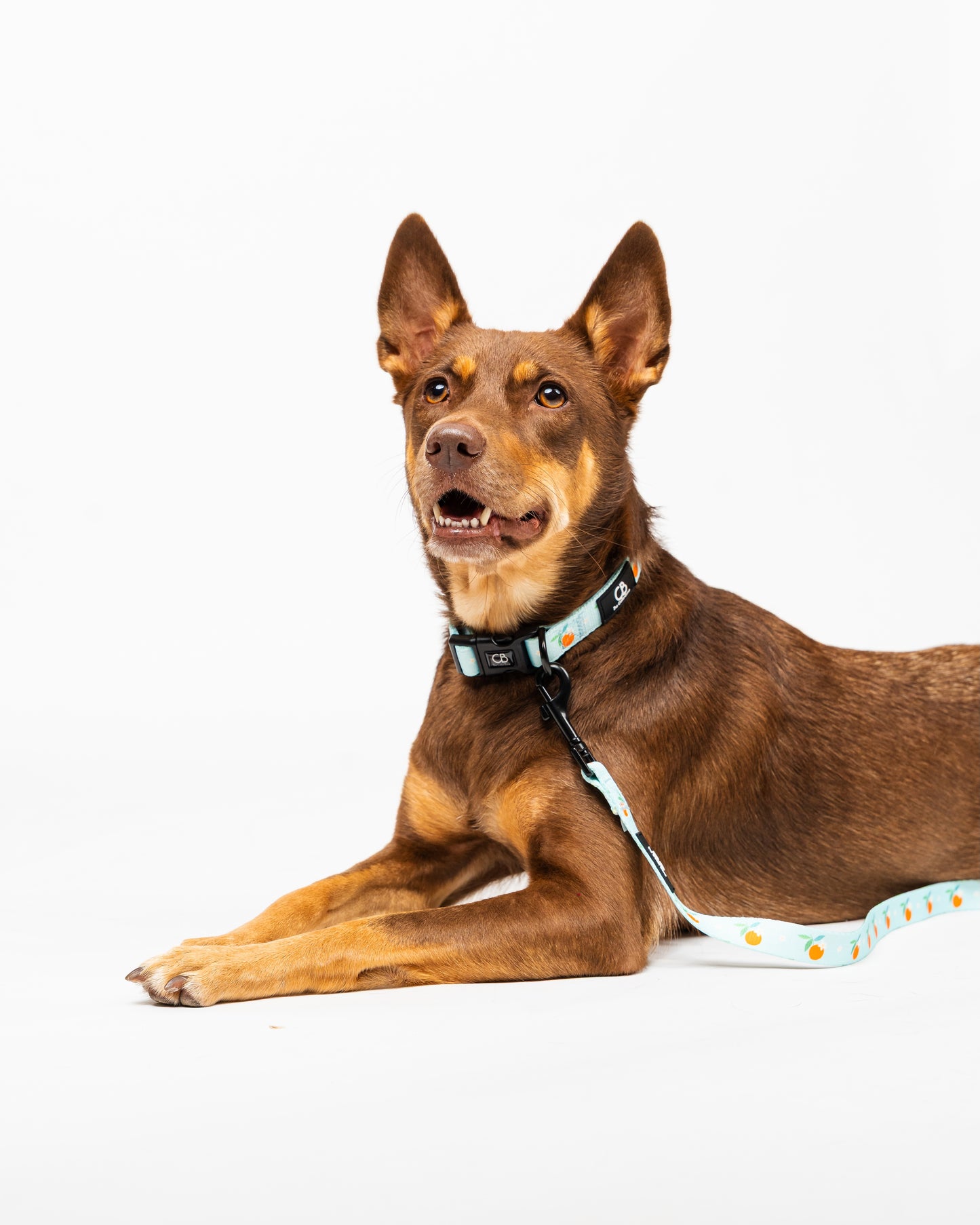 Halston Adjustable Pet Collar in Clementine Crush