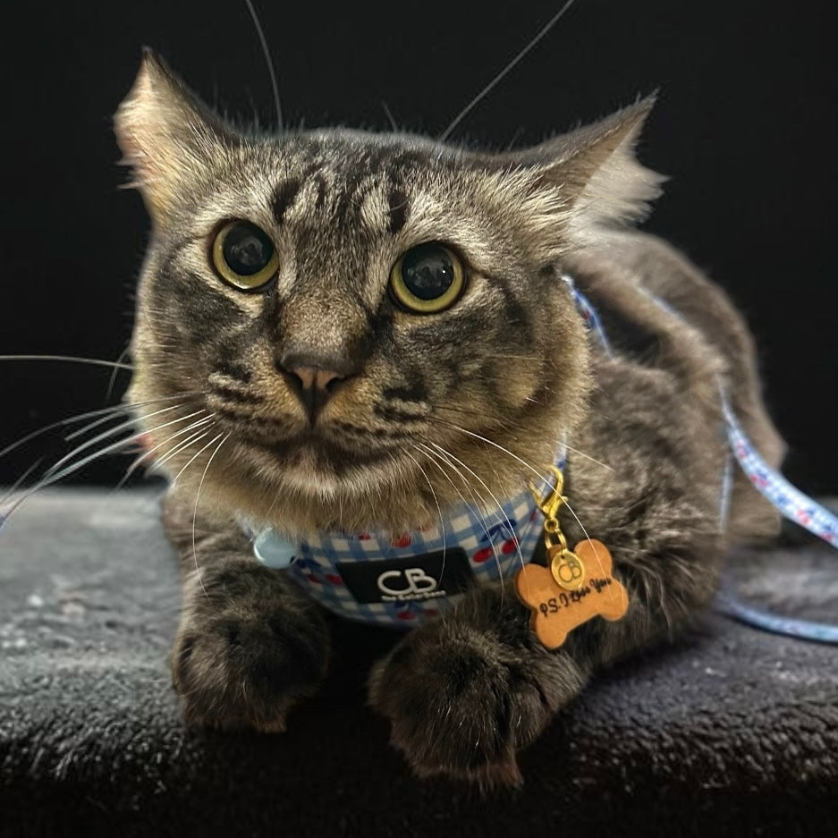 Pet Tags