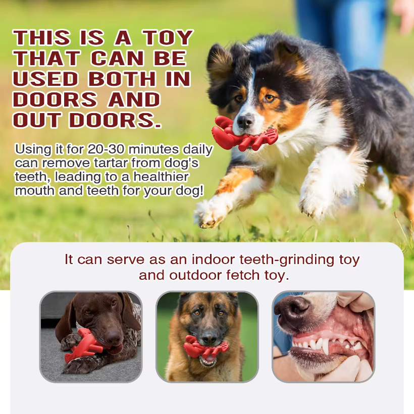 Boston Lobster Nylon and Coffee Chew Toy