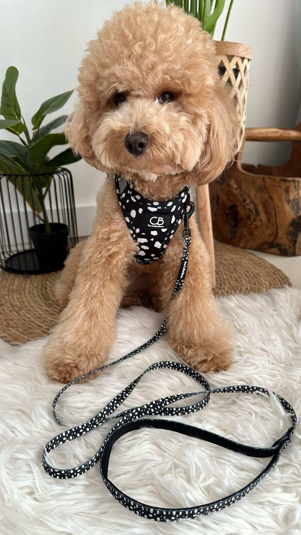 Teeny back-to-basic Leash in Spots