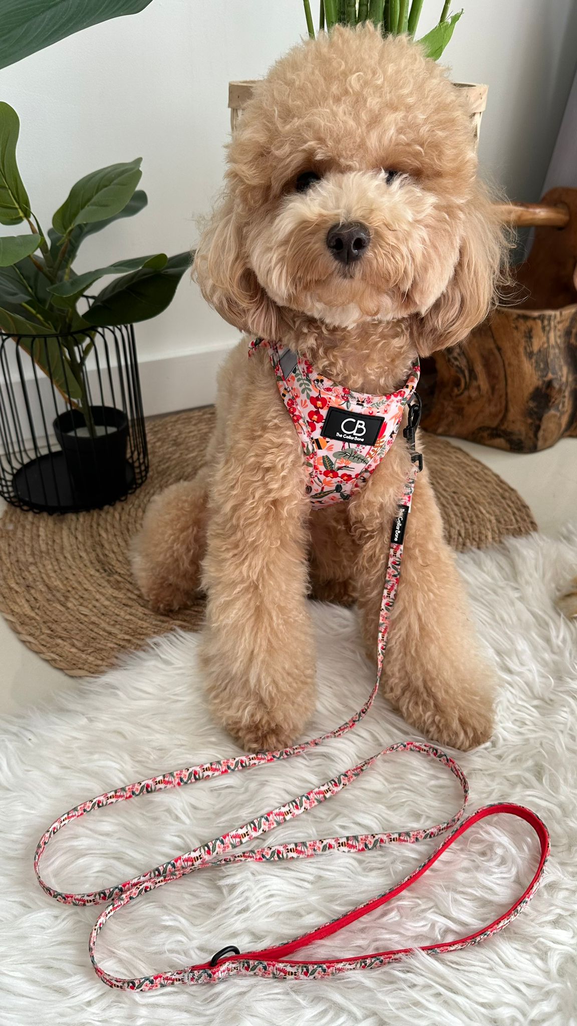Teeny back-to-basic Leash in Busy Bee