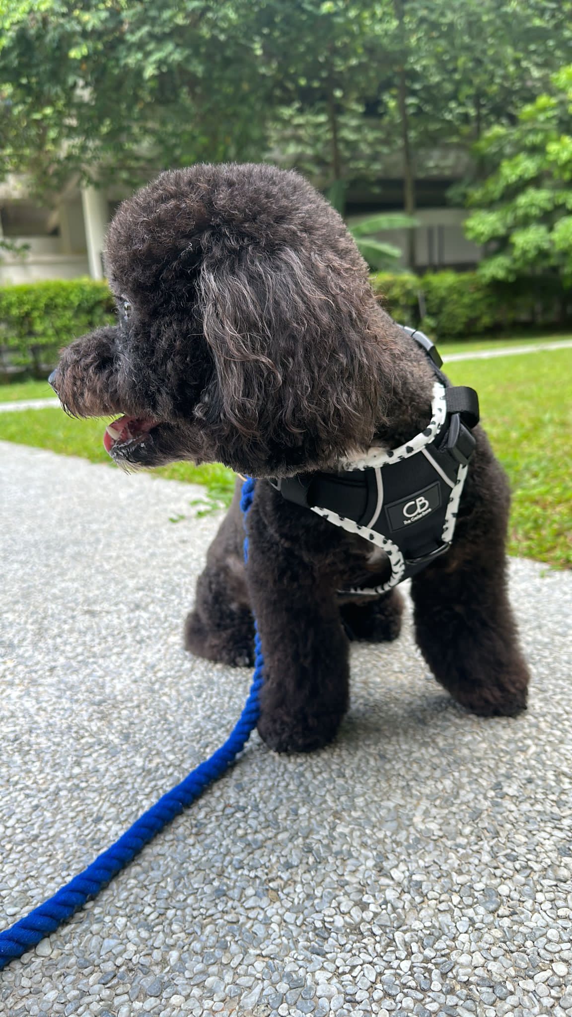 Oxford Active No-Pull Harness in Back in Black