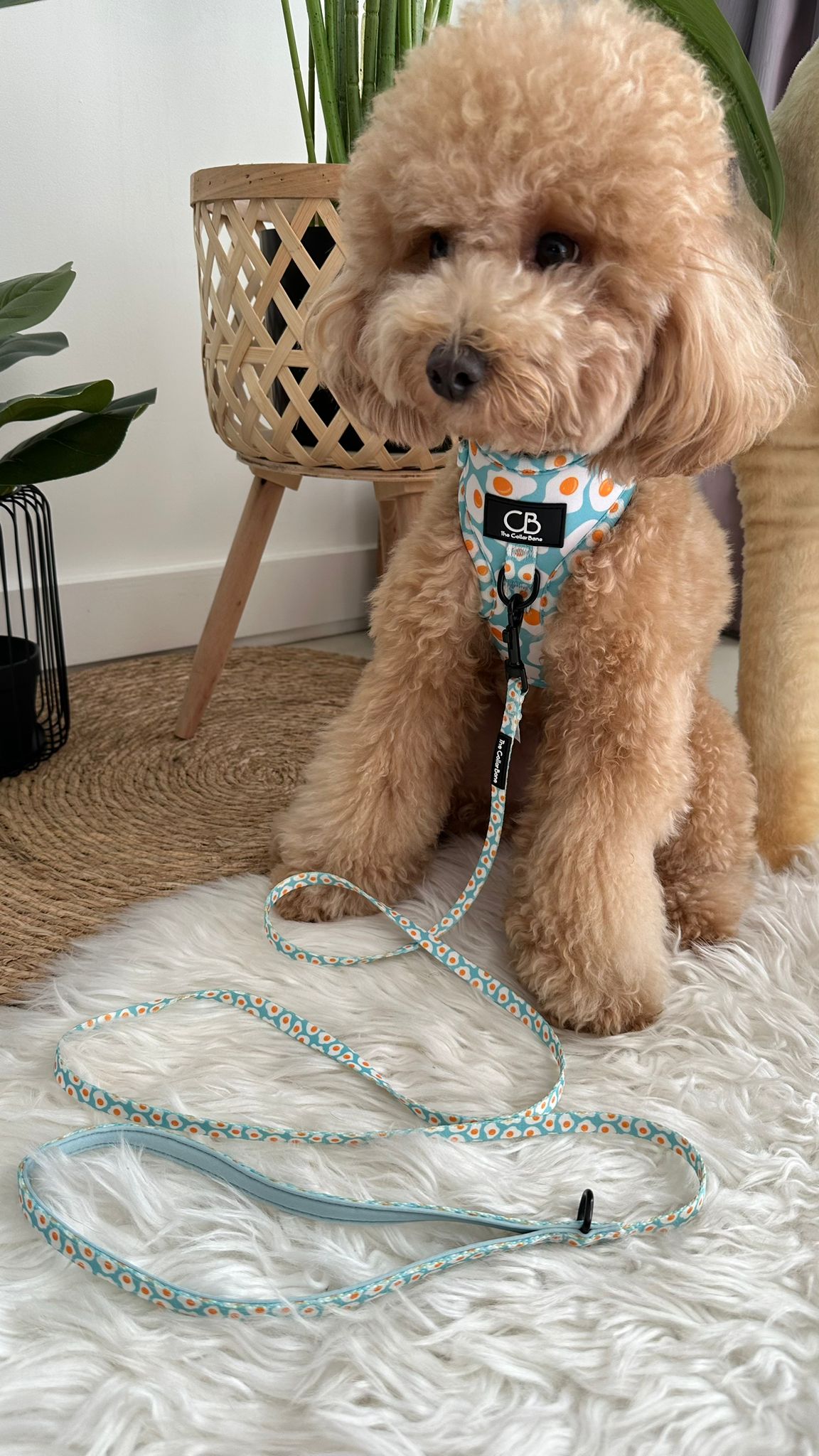 Teeny back-to-basic Leash in Sunny Side-Up