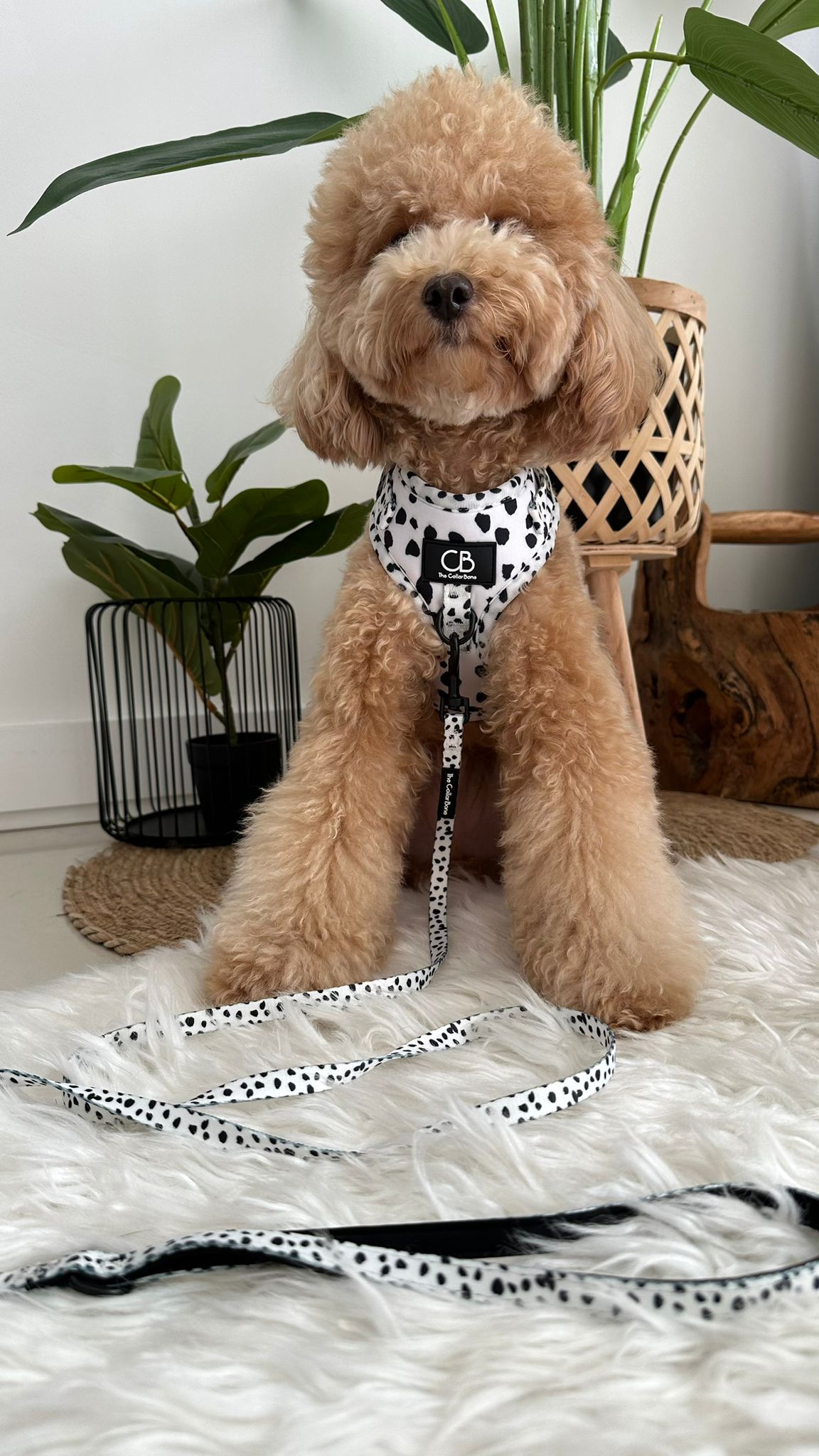 Teeny back-to-basic Leash in Dalmatian