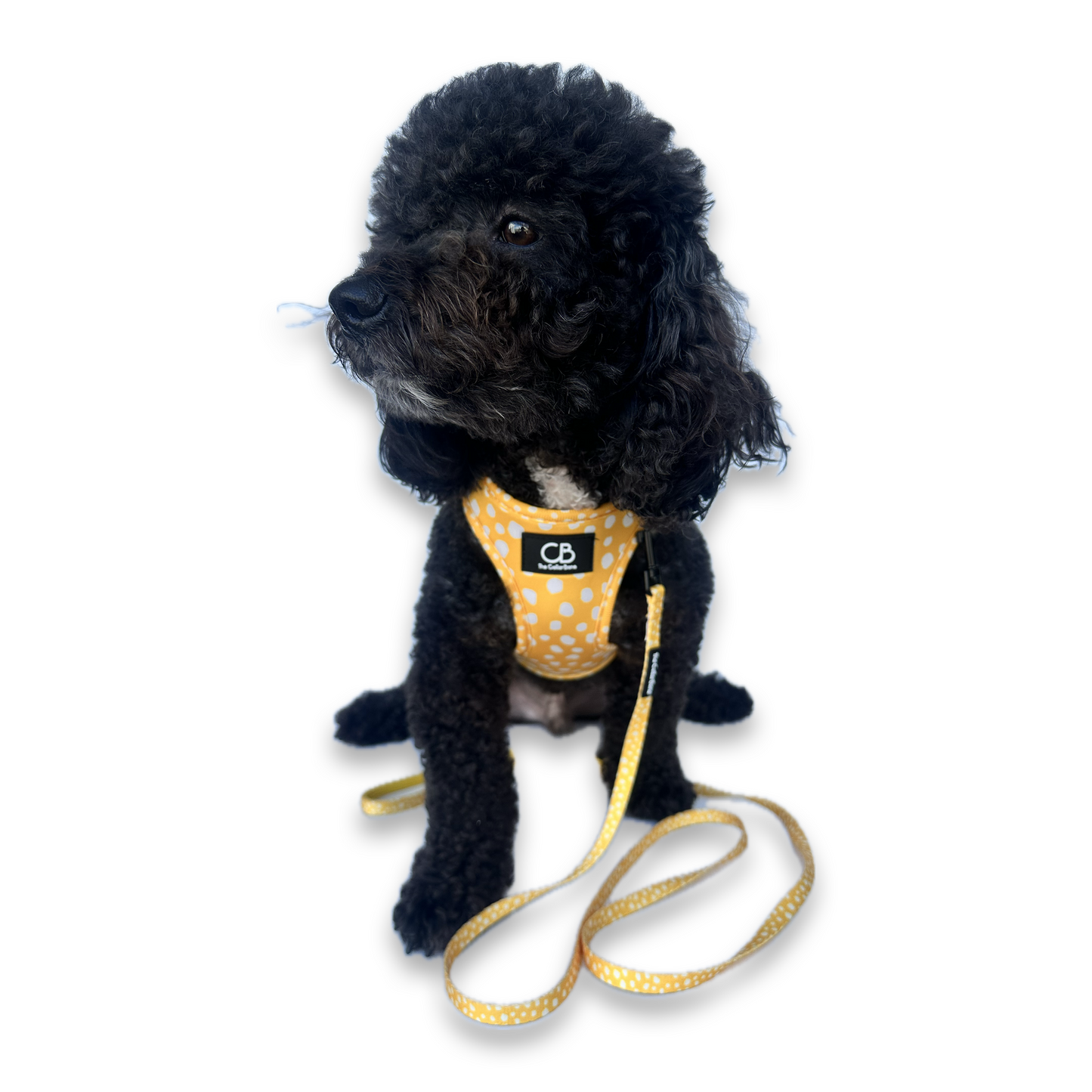 Teeny Step-In Vest/Harness in Mustard & Mayo