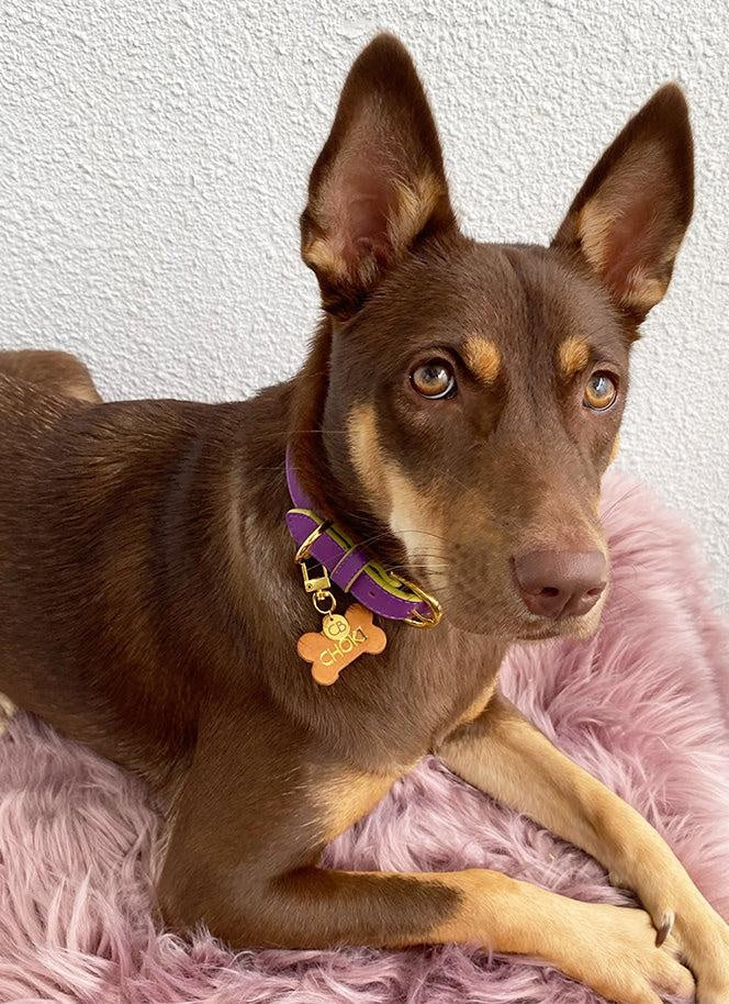 Anthea Dog Collar in Purple with Yellow Trimmings