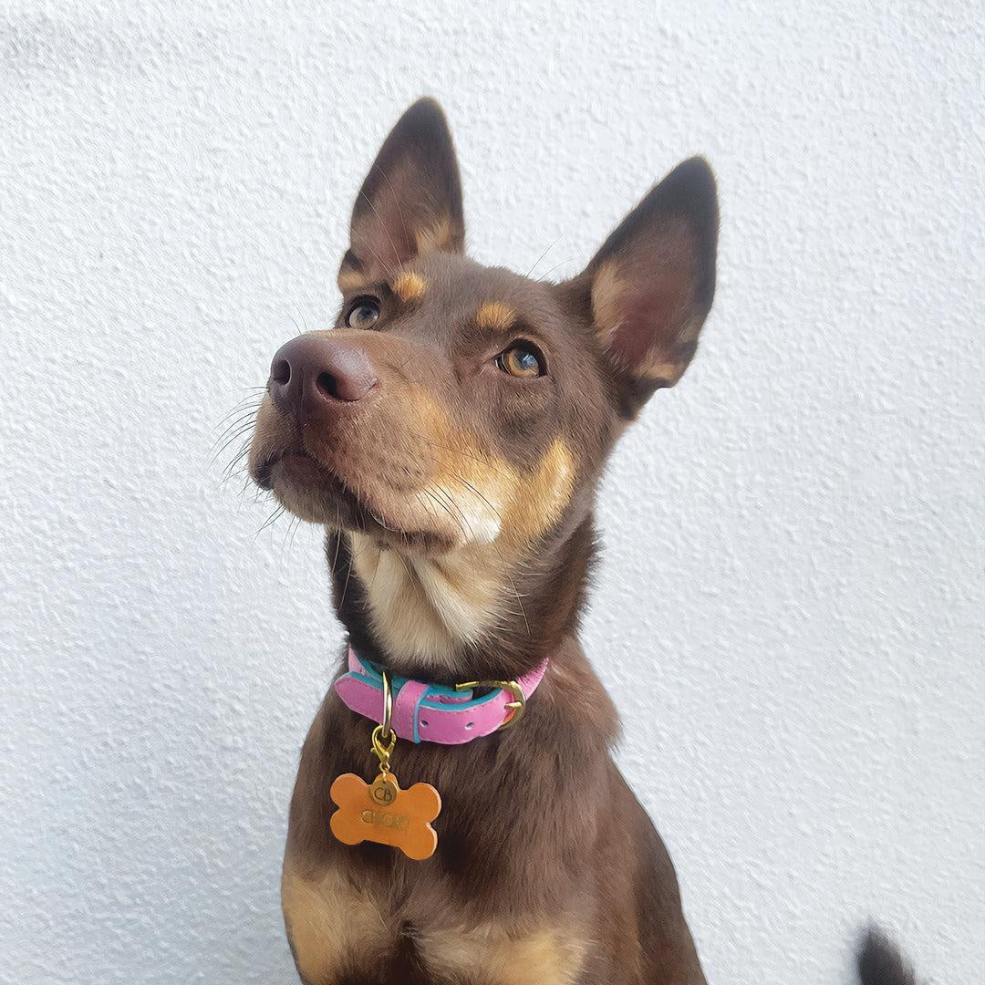Anthea Dog Collar in Pink with Light Blue Trimmings