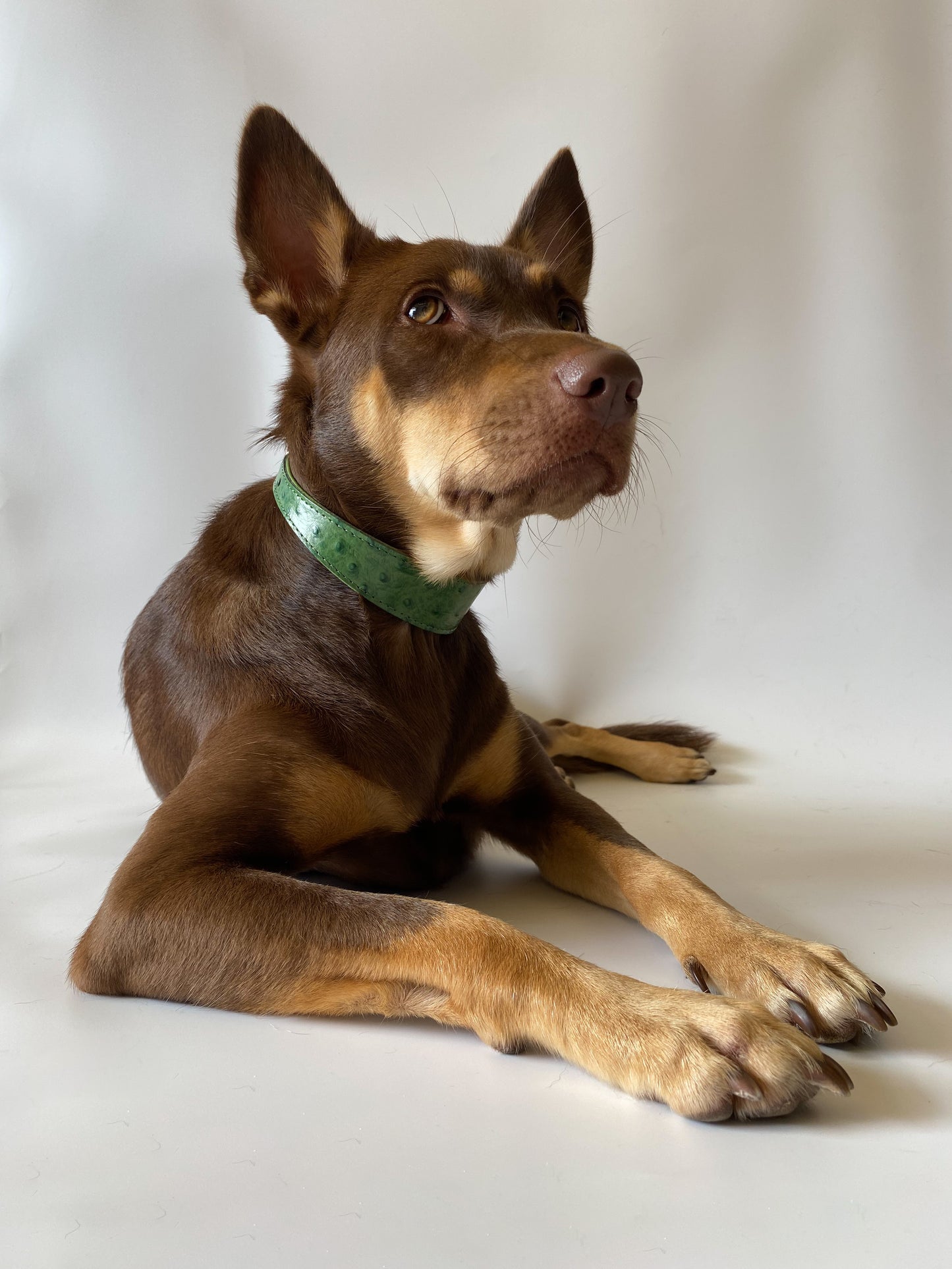 Harper Wide Leather Dog Collar in Pine Green