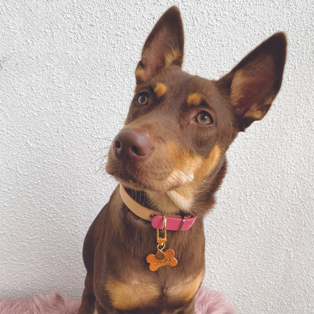 Zeus Dog Collar in Rose Pink