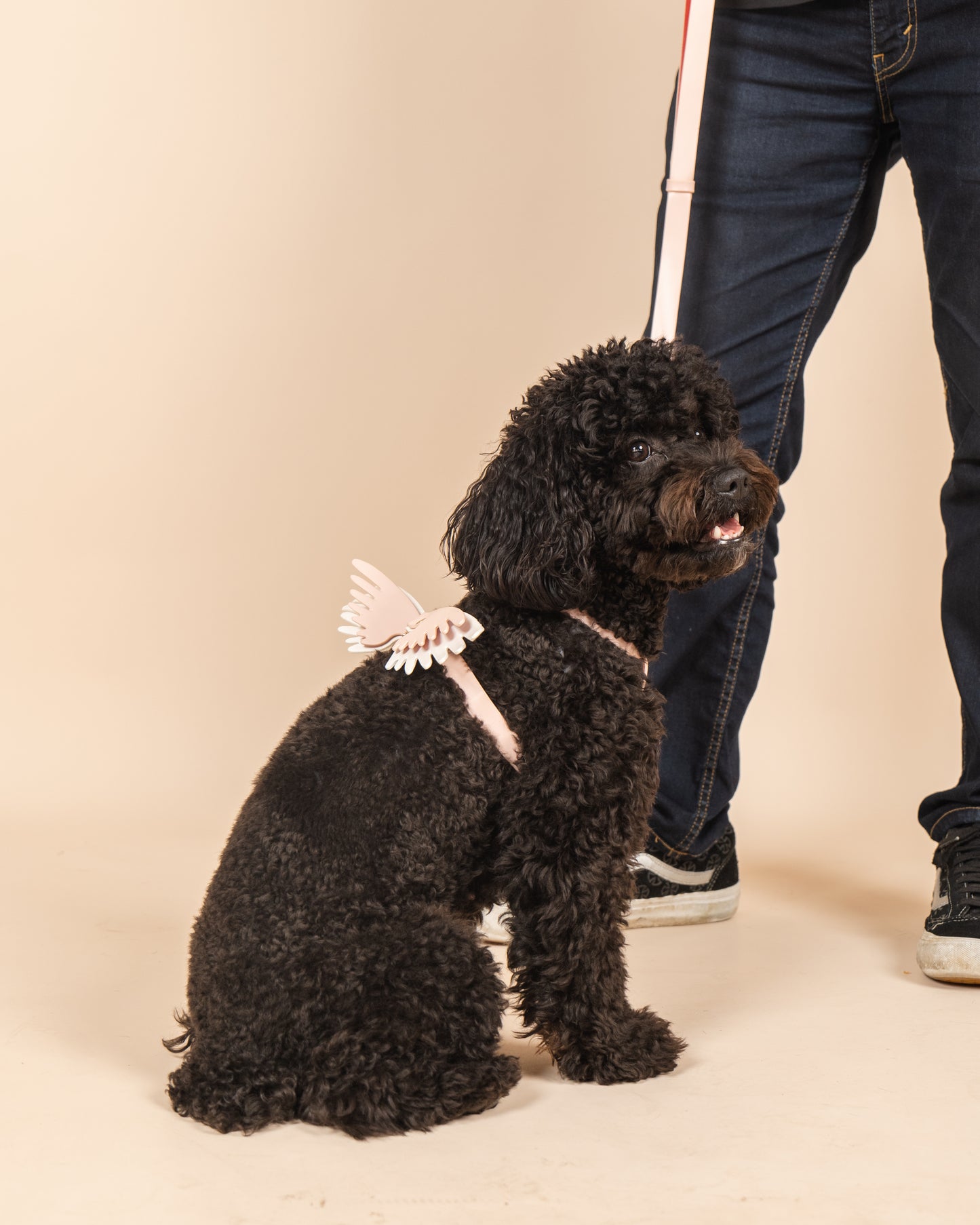 Gabriel's Wings Harness and Leash set in Cloud Pink + Snow White (Smooth)