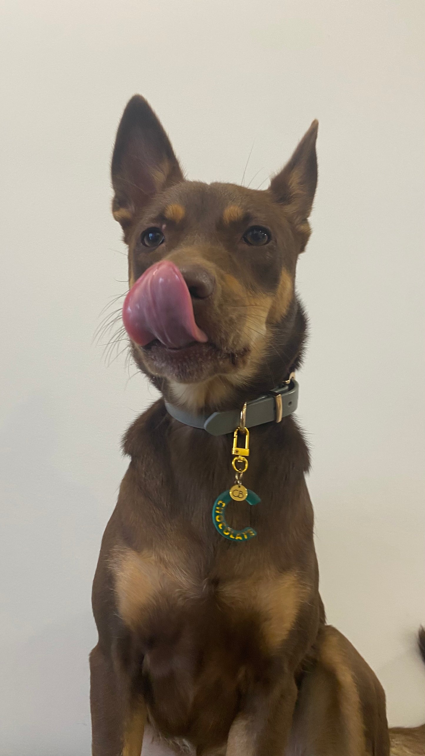 Handcrafted Resin Alphabet Pet Tags