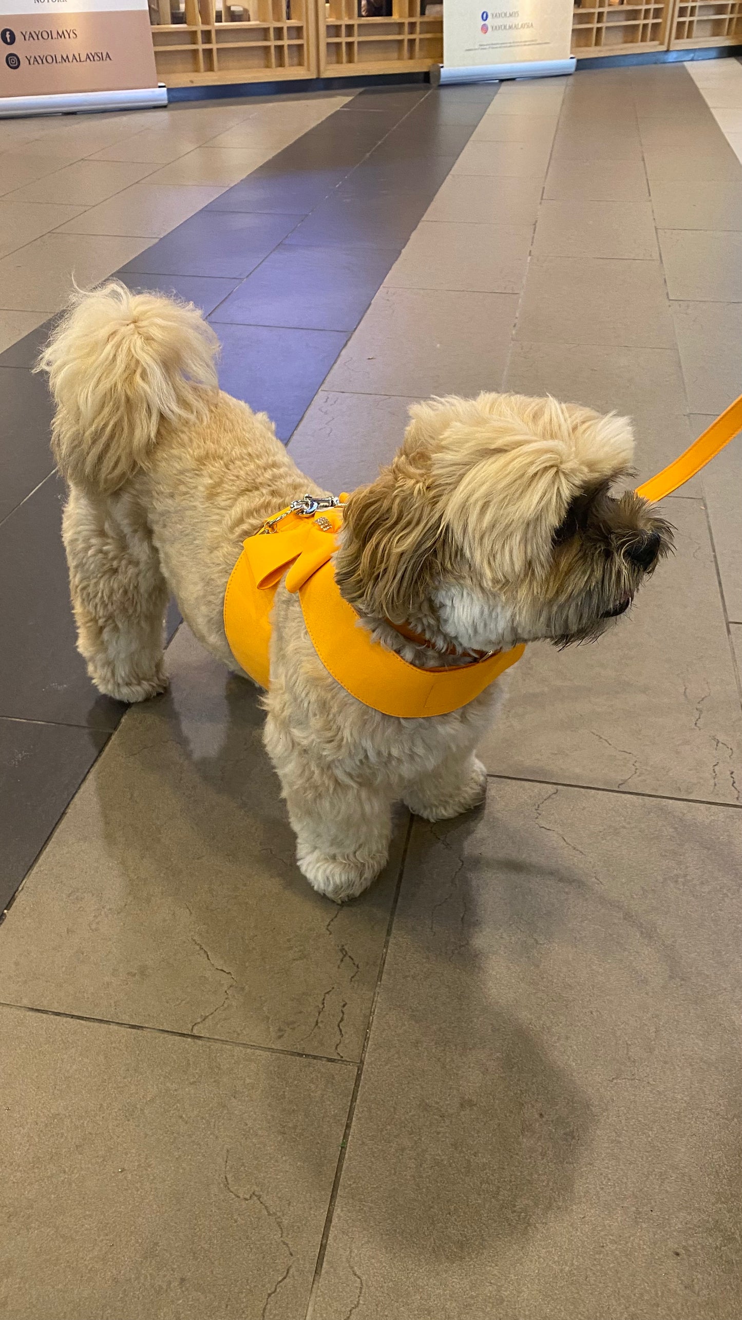 Crystal Cat/Dog Harness and Leash Set in Orange