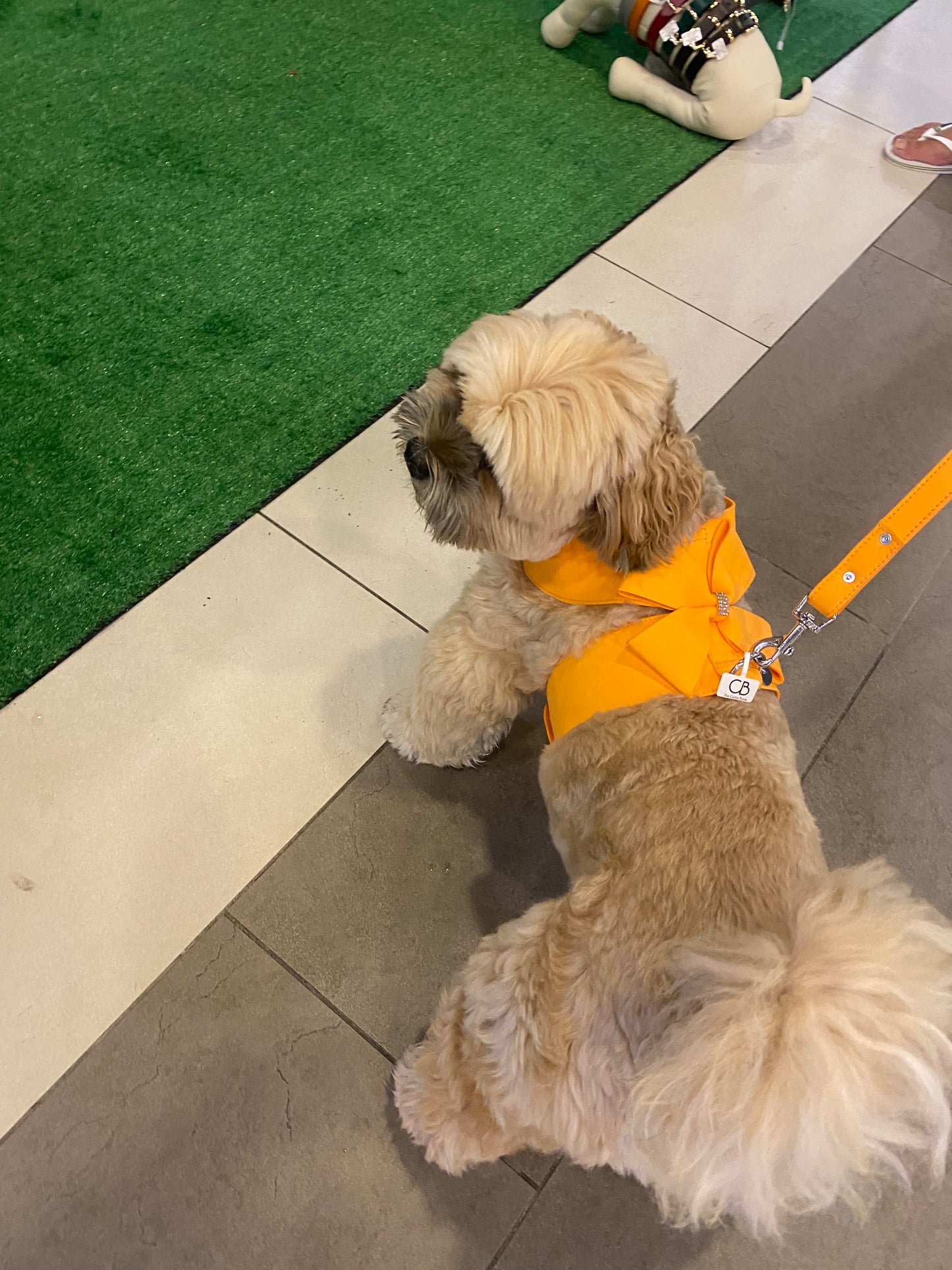 Crystal Cat/Dog Harness and Leash Set in Orange