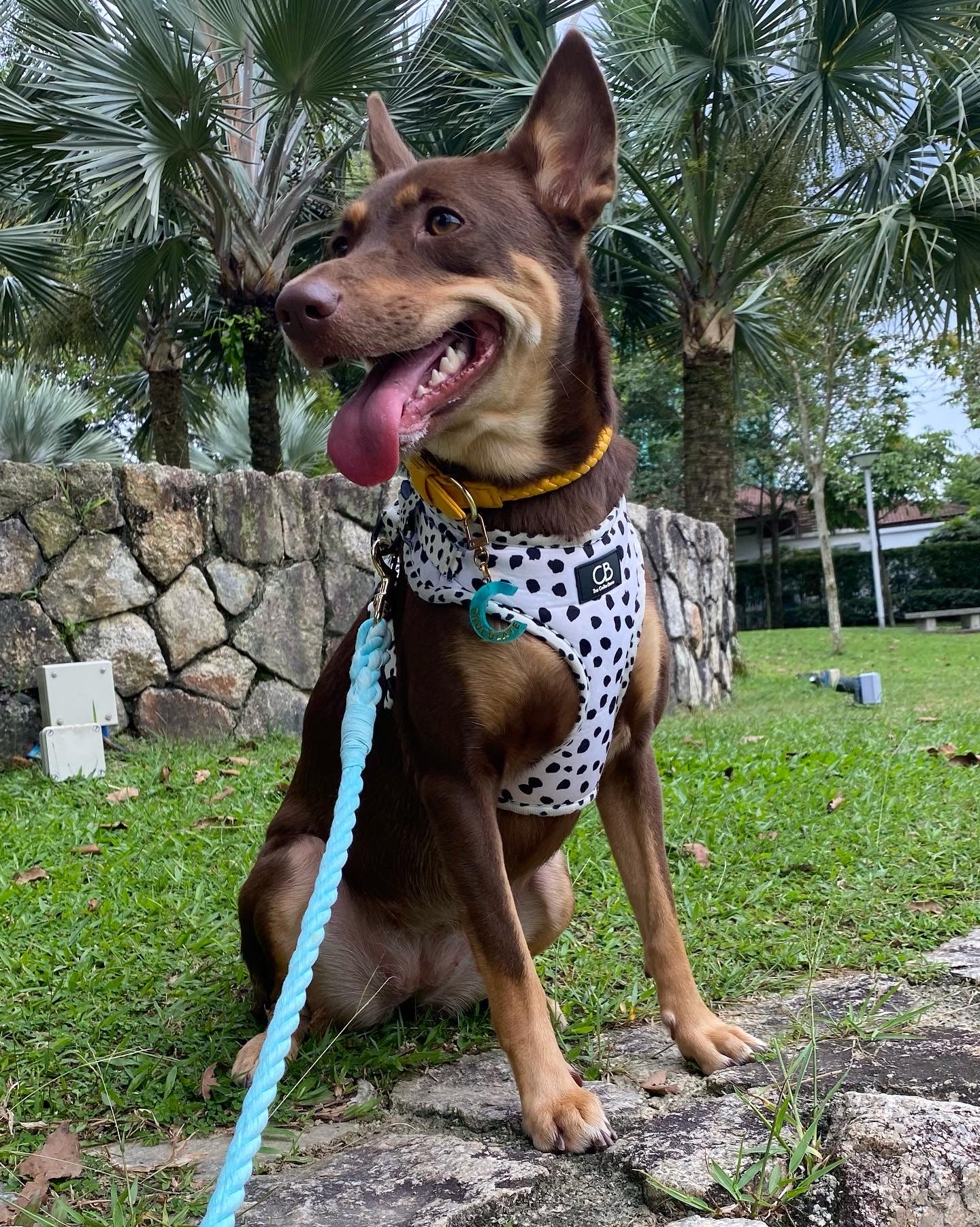 Halston Adjustable Harness in Dalmatian