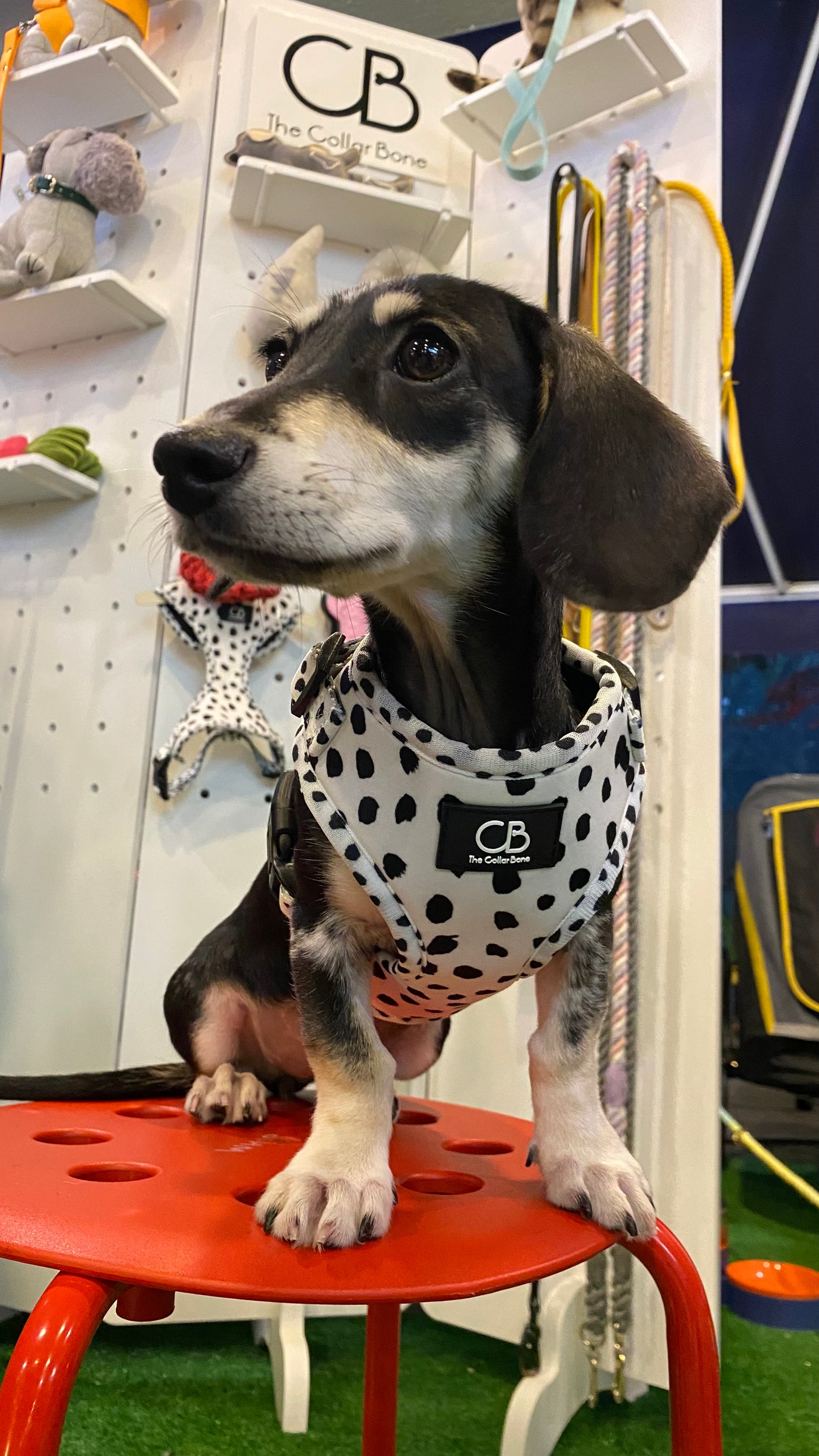 Halston Adjustable Harness in Dalmatian