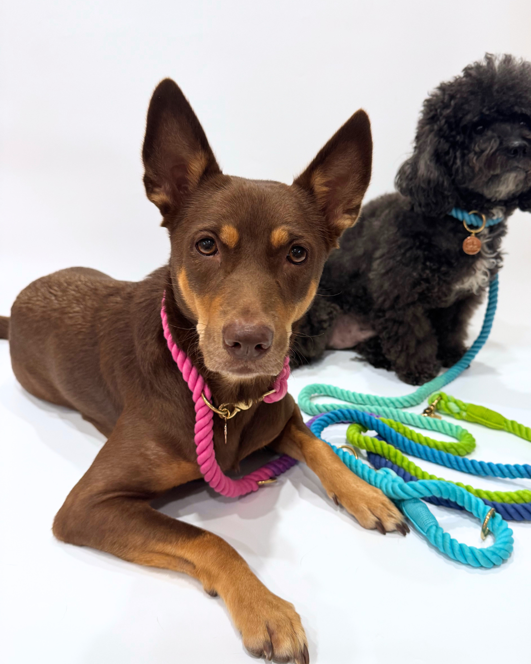 Rope Leash