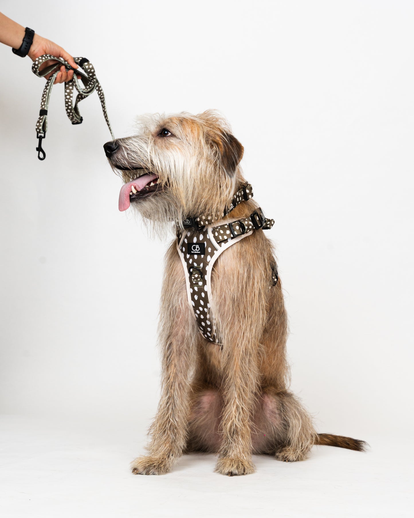 Halston Adjustable Pet Collar in Almonds in Olive