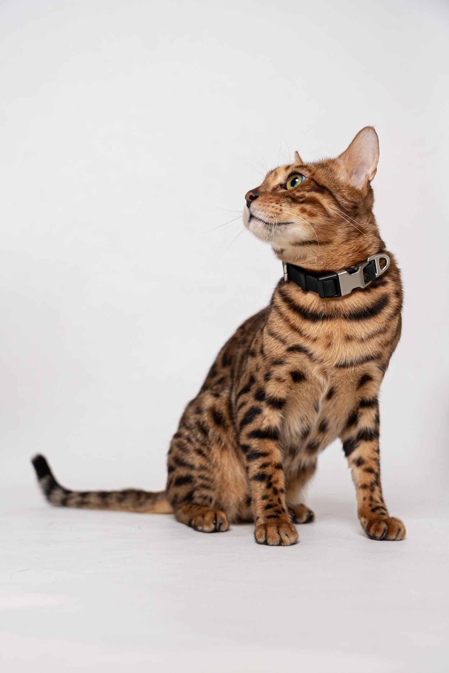 Oceane 2.0 Waterproof XS Collar in Obsidian Black - suitable for cats and small dogs