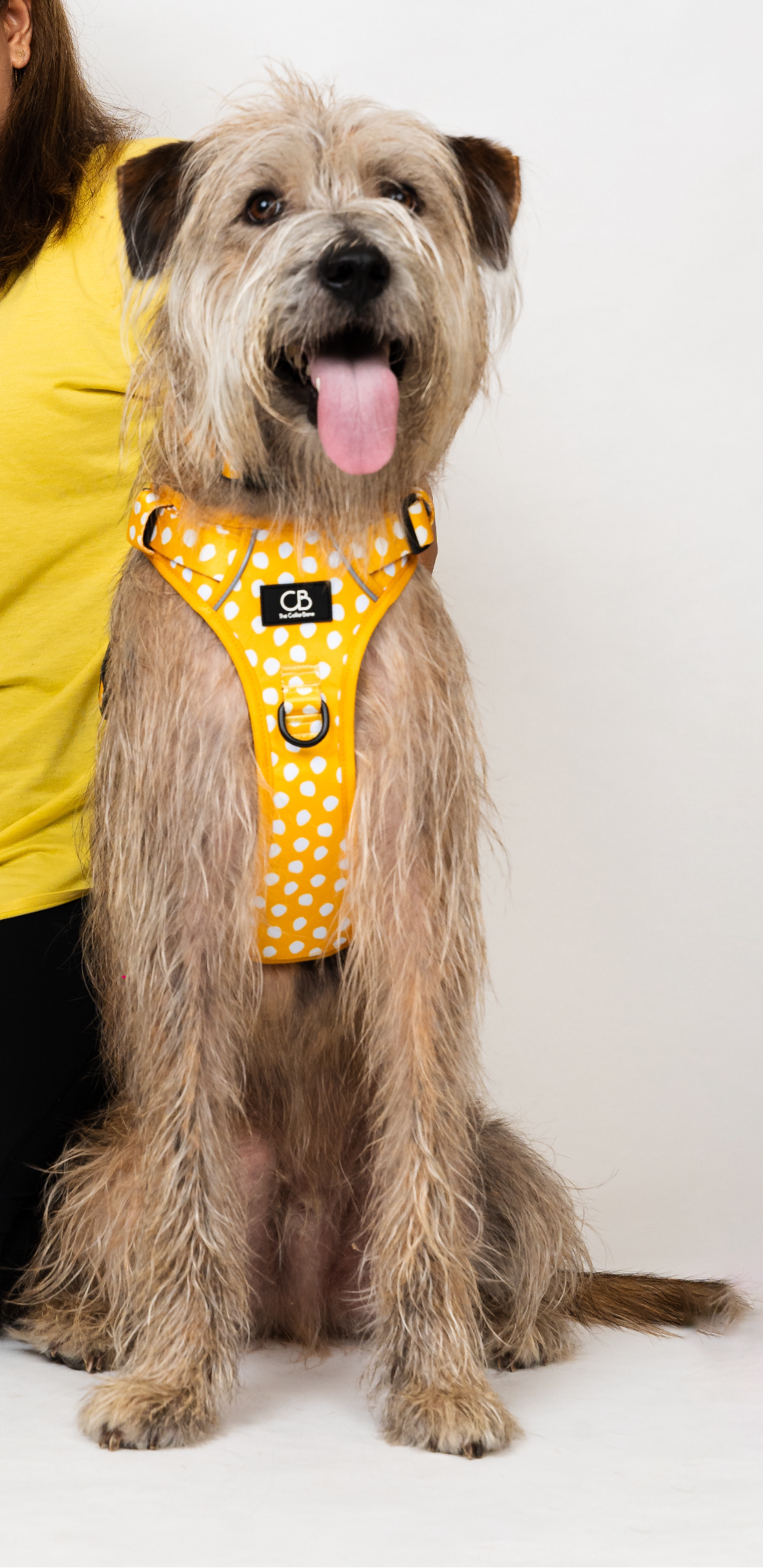 Oxford Active No-Pull Harness in Mustard & Mayo