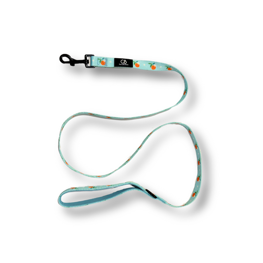 Classic Leash in Clementine Crush