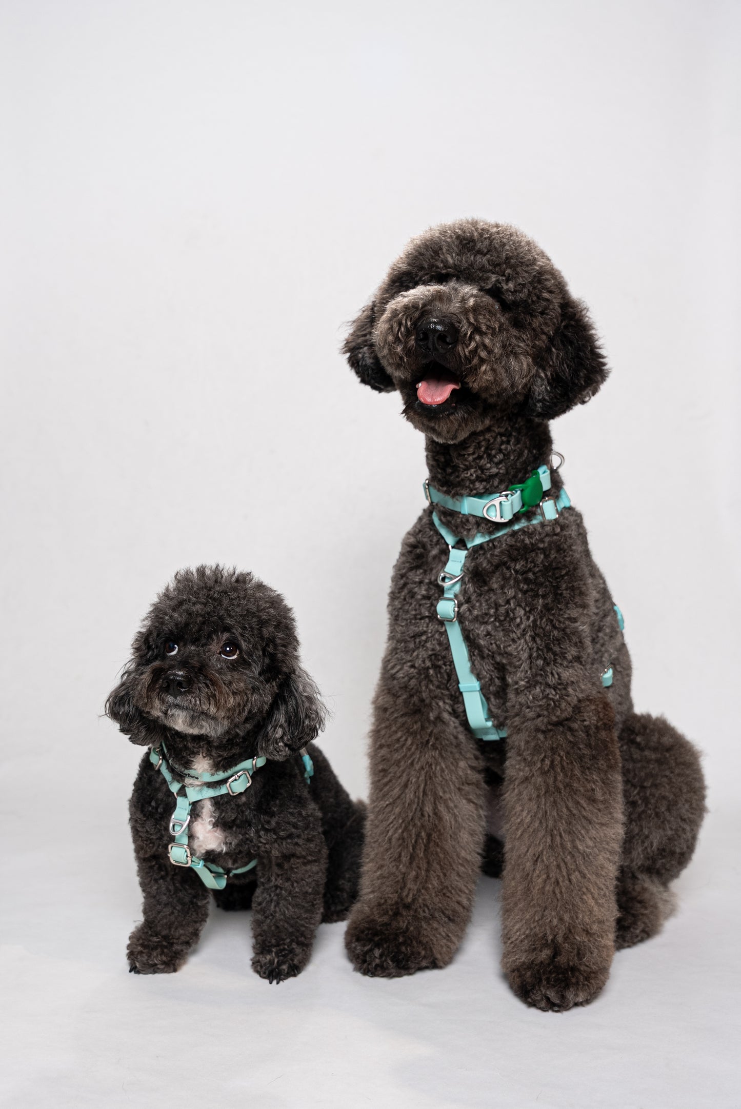 Oceane 2.0 2-in-1 Waterproof Martingale Collar in Tiffany's Afterglow (Glow-in-the-Dark Blue)