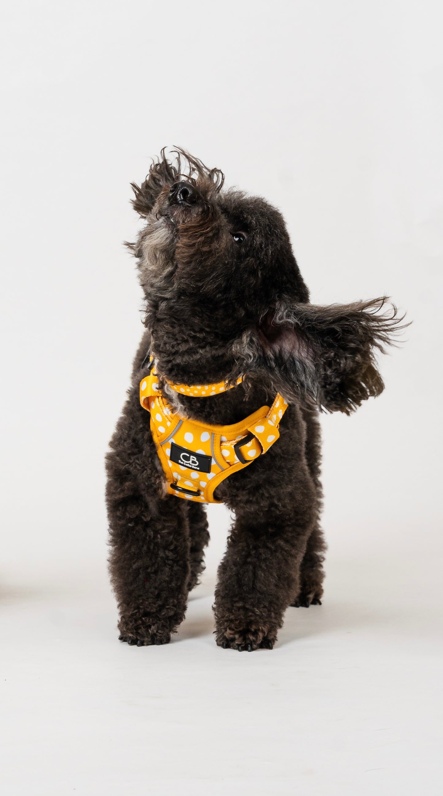 Oxford Active No-Pull Harness in Mustard & Mayo