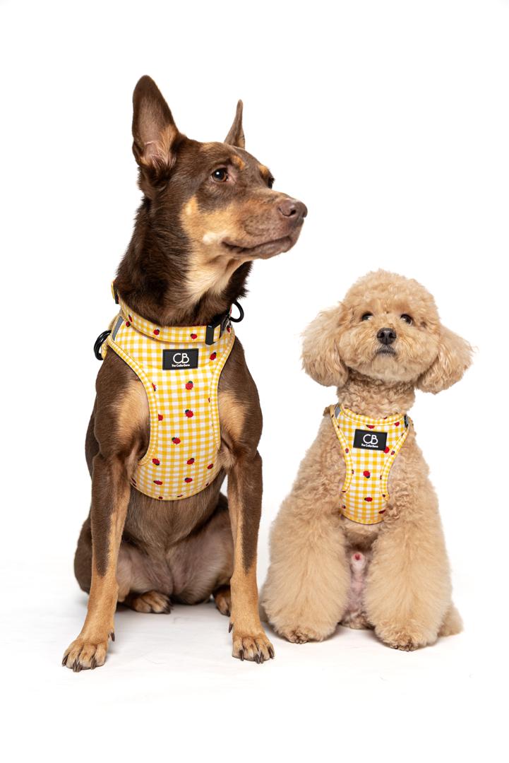 Teeny Step-In Vest/Harness in LadyBug Lemon