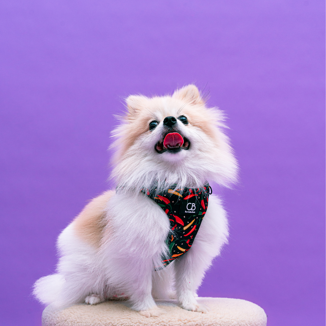 Teeny Step-In Vest/Harness in Chilli Padi