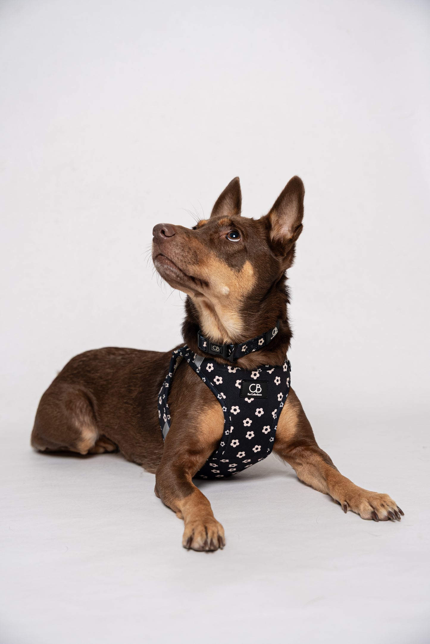 Halston Adjustable Pet Collar in Black Bloom