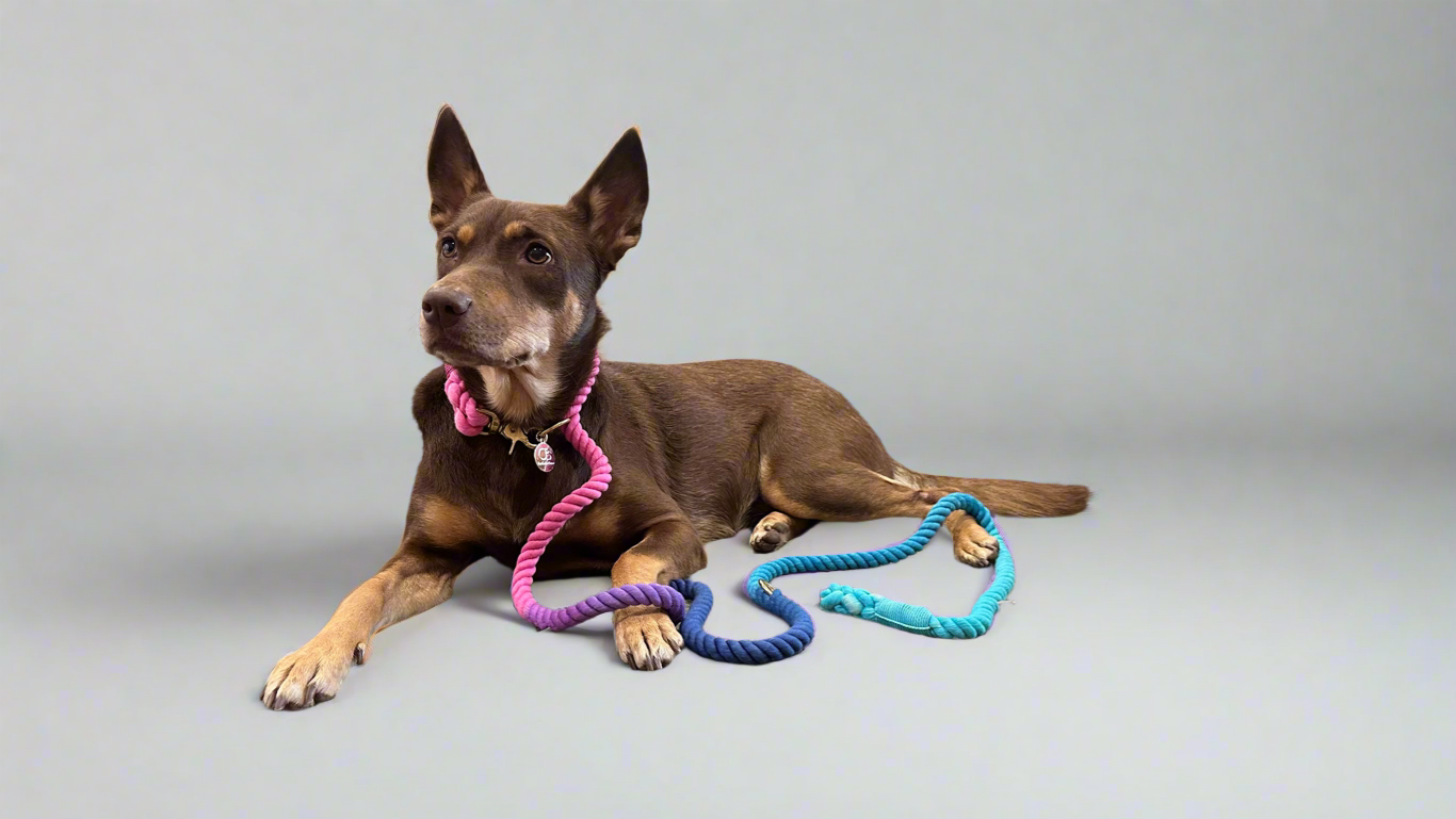 Knotty Multiway Handsfree Training Rope Leash in Ombre Pink Blue Purple