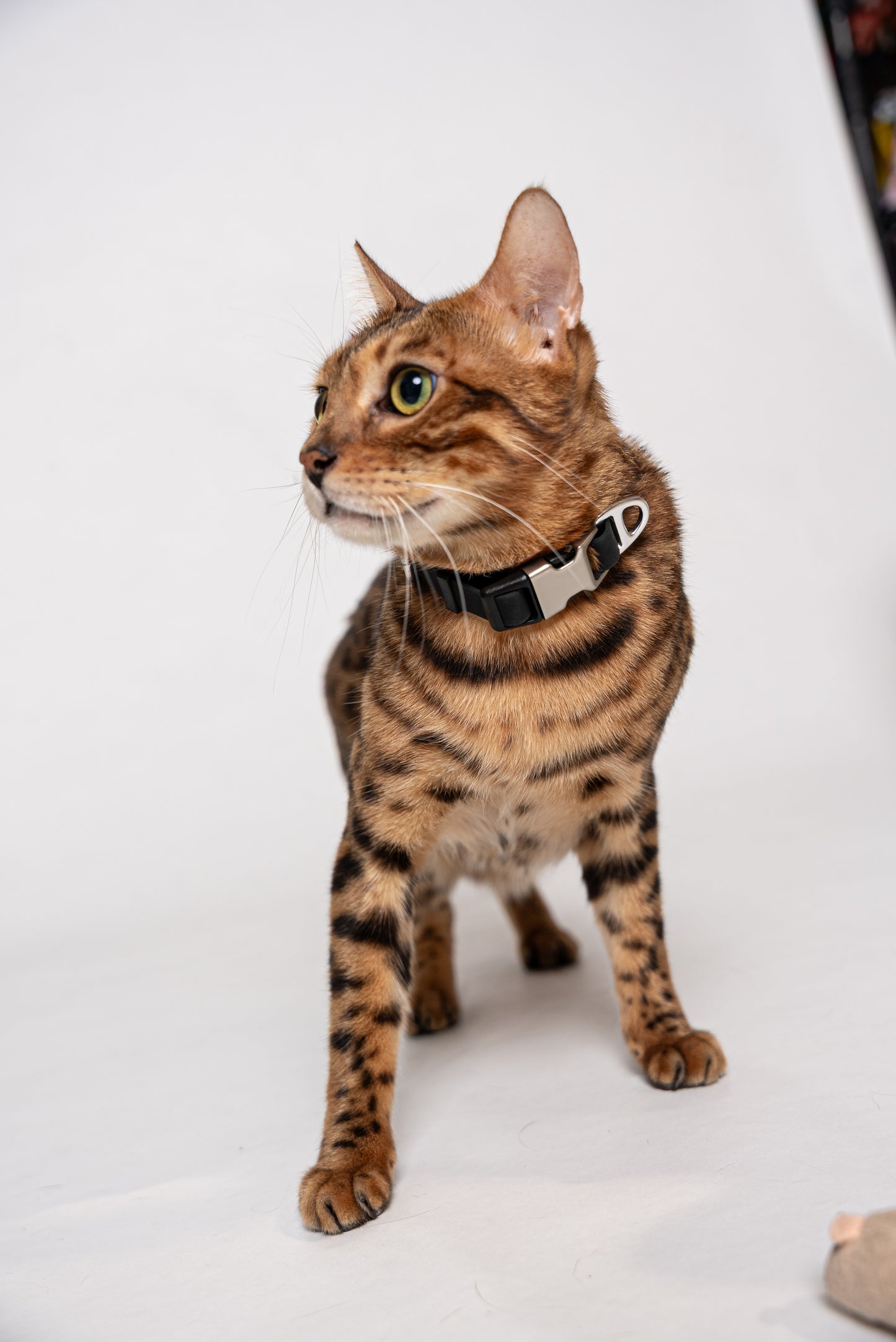 Oceane 2.0 Waterproof XS Collar in Obsidian Black - suitable for cats and small dogs