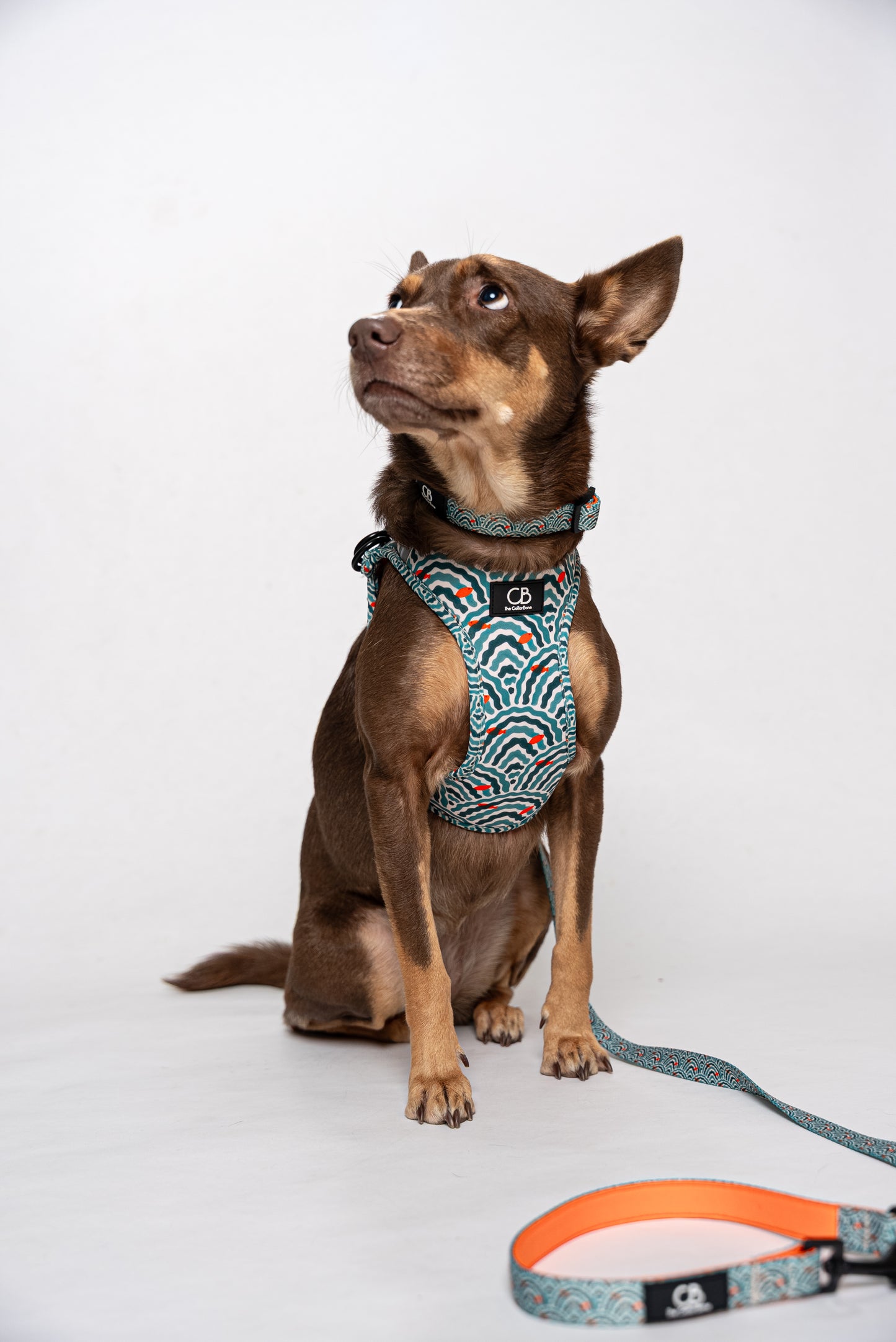 Halston Adjustable Pet Collar in Goldfish Glade